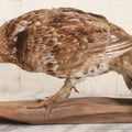 Lot 066 - Vintage Northern Bobwhite (Colinus Virginianus) Quail Full Body Taxidermy Mount On Wooden Base