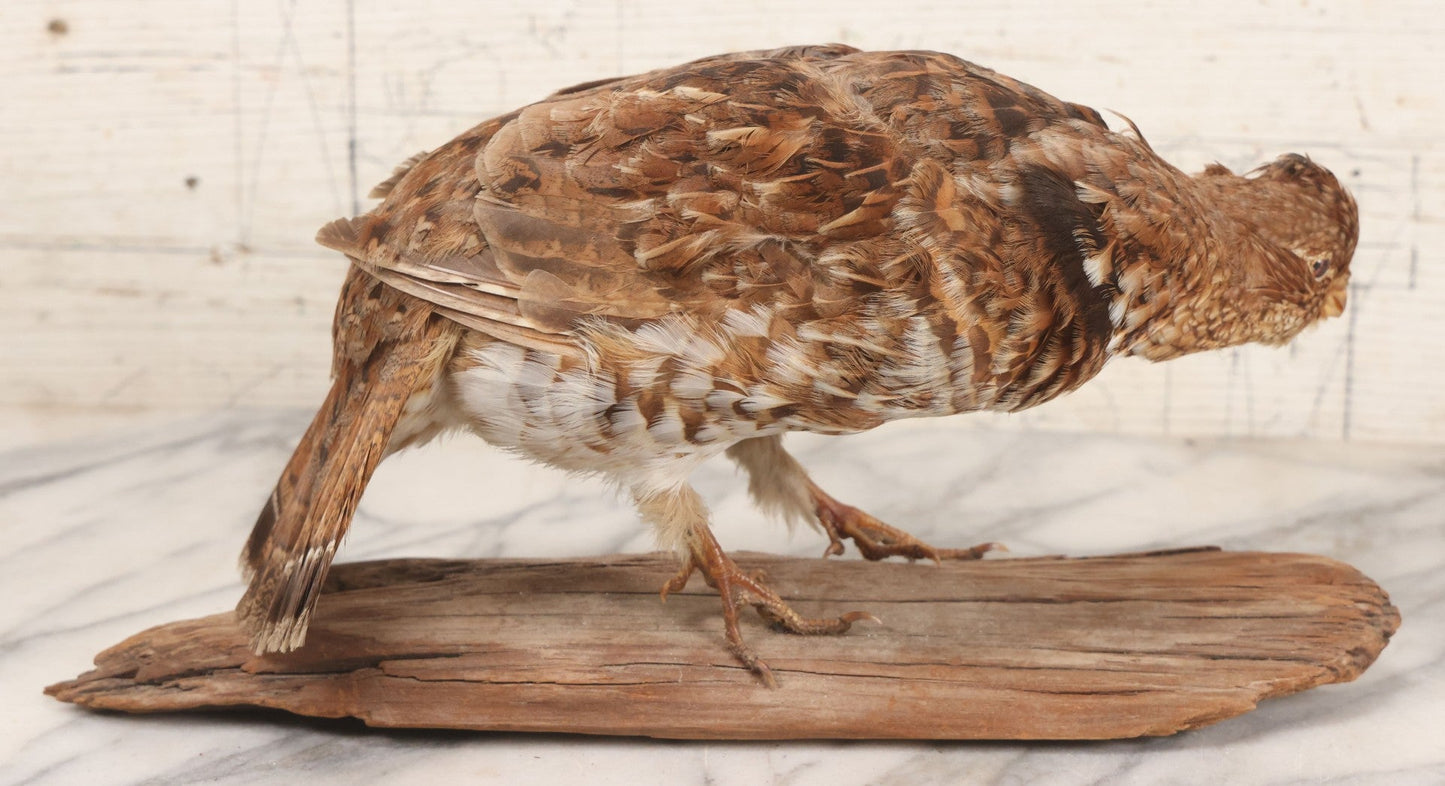 Lot 066 - Vintage Northern Bobwhite (Colinus Virginianus) Quail Full Body Taxidermy Mount On Wooden Base