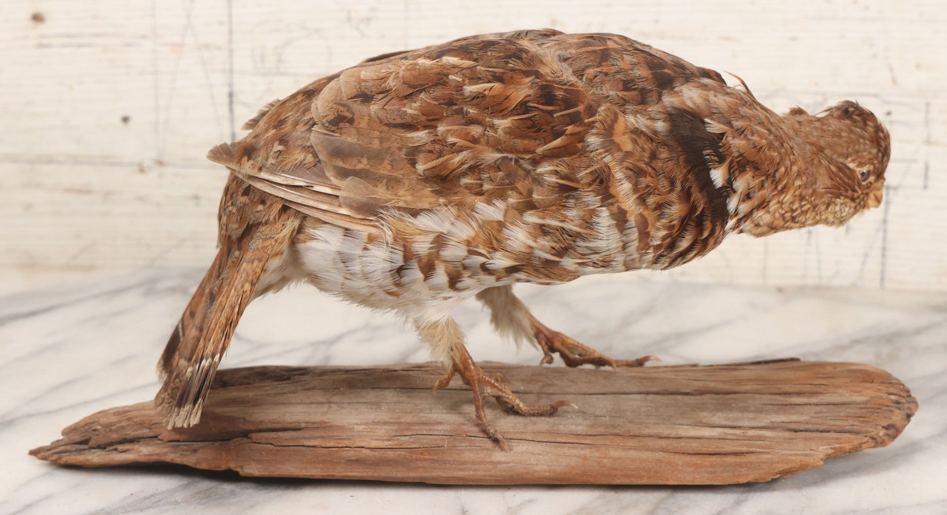 Lot 066 - Vintage Northern Bobwhite (Colinus Virginianus) Quail Full Body Taxidermy Mount On Wooden Base