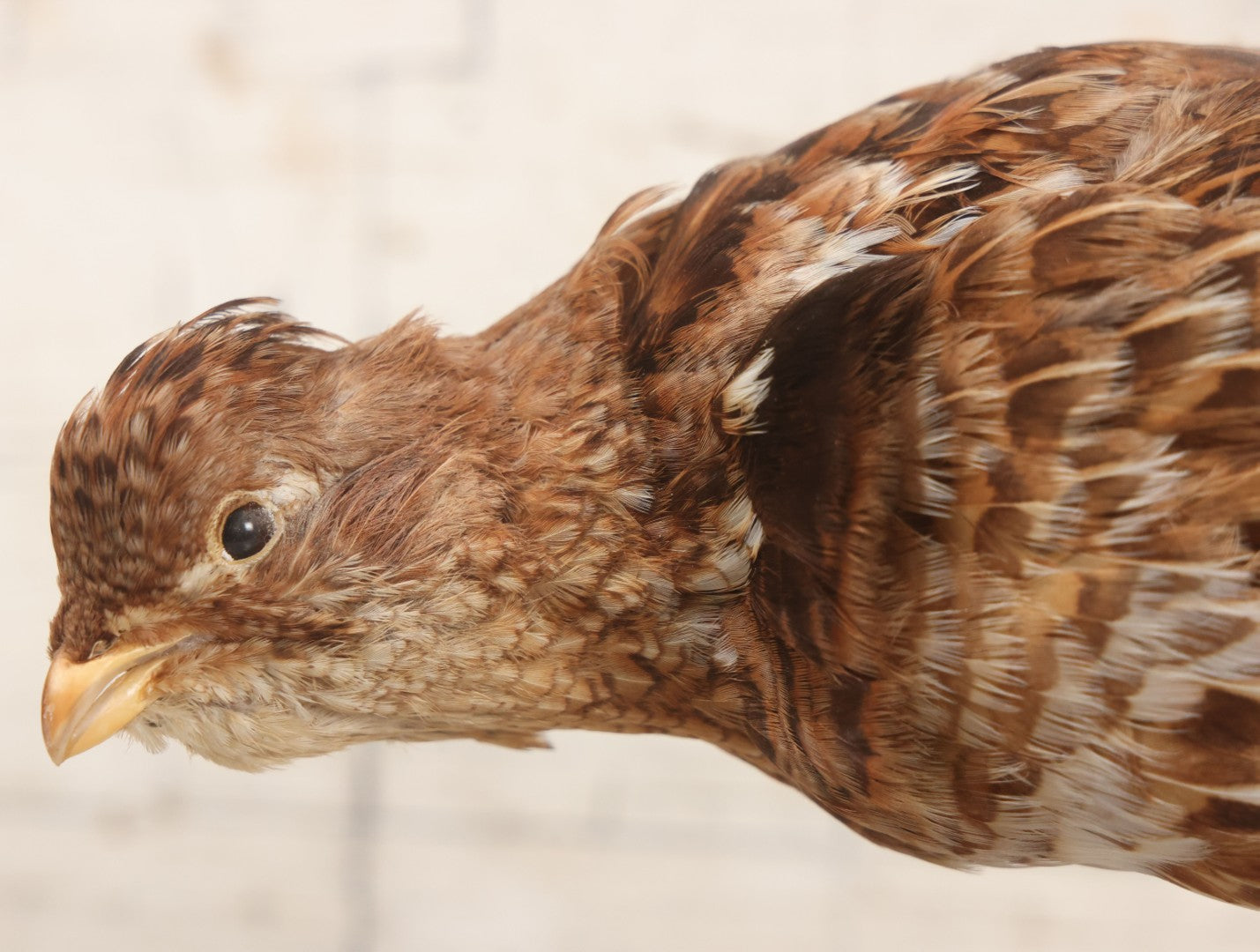 Lot 066 - Vintage Northern Bobwhite (Colinus Virginianus) Quail Full Body Taxidermy Mount On Wooden Base