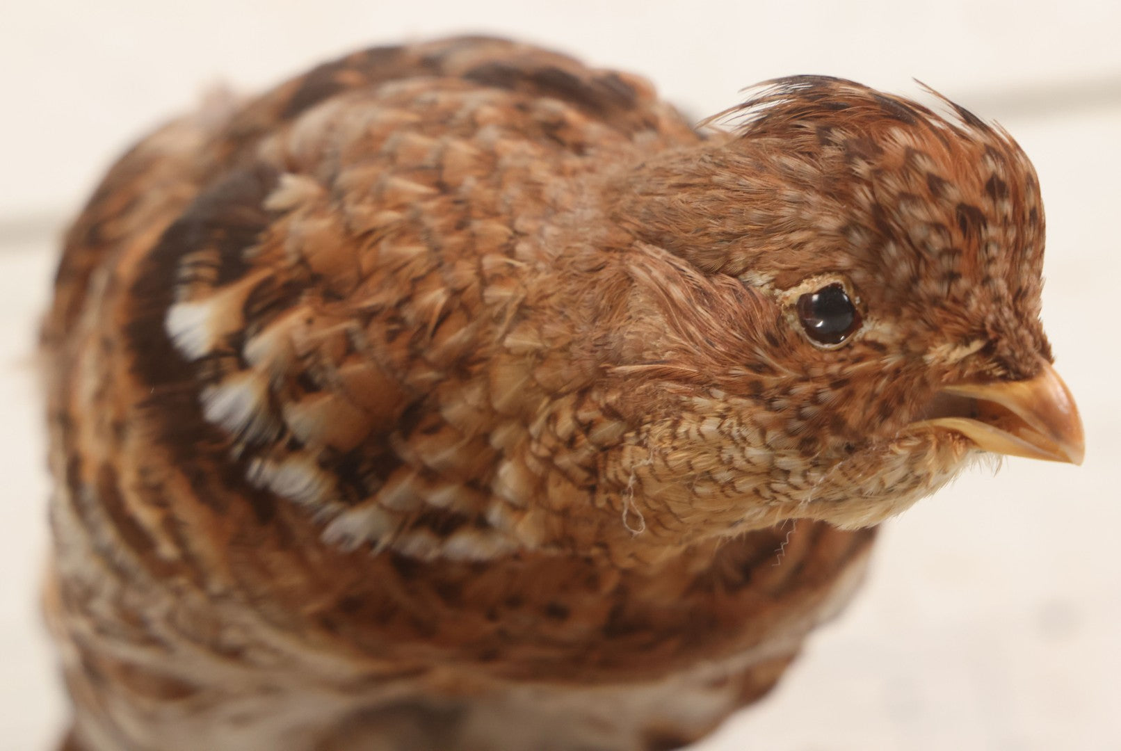 Lot 066 - Vintage Northern Bobwhite (Colinus Virginianus) Quail Full Body Taxidermy Mount On Wooden Base