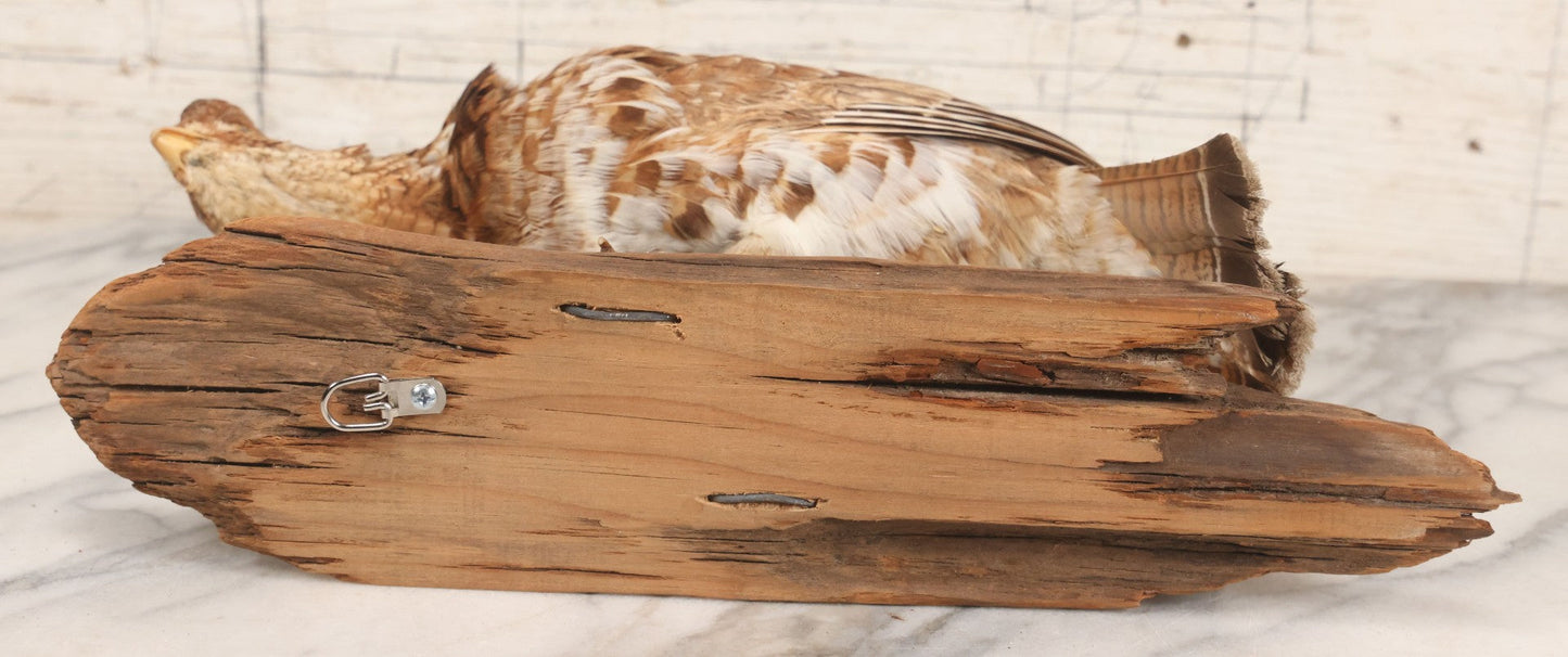 Lot 066 - Vintage Northern Bobwhite (Colinus Virginianus) Quail Full Body Taxidermy Mount On Wooden Base