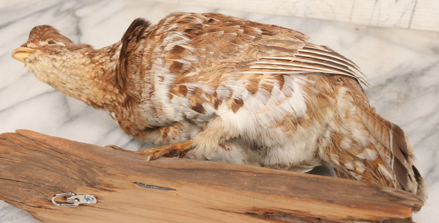Lot 066 - Vintage Northern Bobwhite (Colinus Virginianus) Quail Full Body Taxidermy Mount On Wooden Base