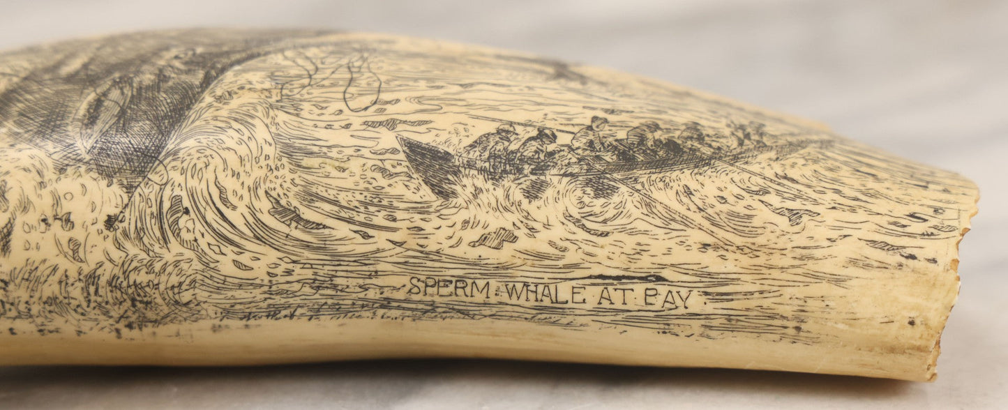 Lot 067 - Vintage Faux Scrimshaw Whale's Tooth With Nautical Whaling Scene, “Sperm Whale At Bay,” Souvenir Of The Nantucket Whaling Museum, Artek Reproduction, *Not Real*