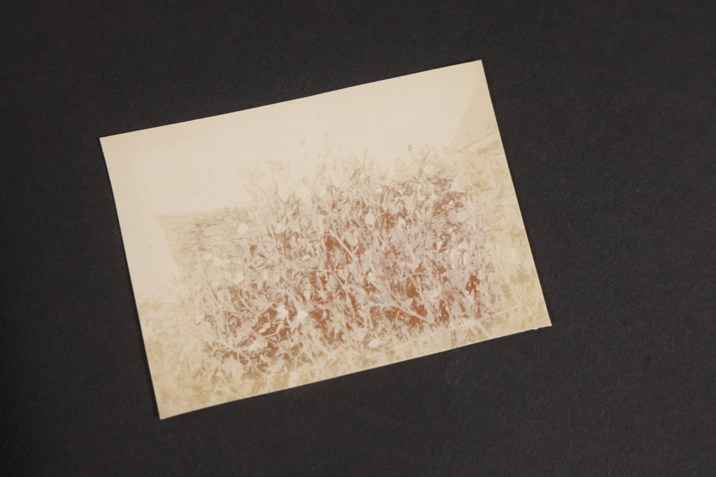 Lot 129 - Grouping Of Four Antique & Vintage Snapshot Photo Albums With One Boarded Photograph Of Child On Pony, Including Agricultural, Coastal, Sailing, And Animal Views