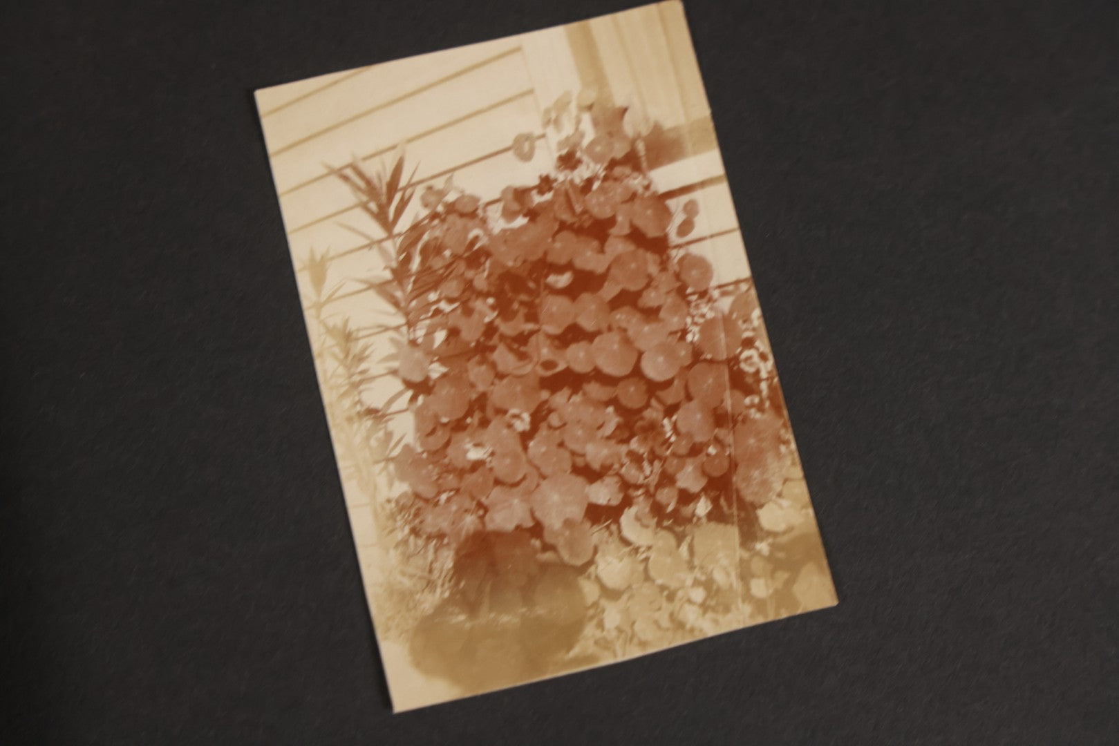 Lot 129 - Grouping Of Four Antique & Vintage Snapshot Photo Albums With One Boarded Photograph Of Child On Pony, Including Agricultural, Coastal, Sailing, And Animal Views