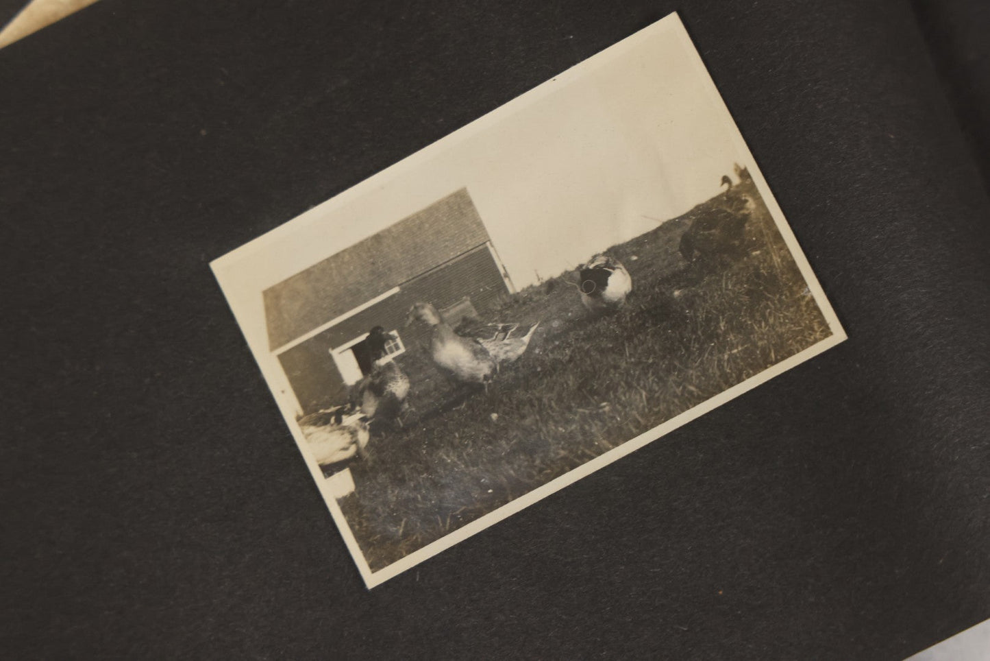 Lot 129 - Grouping Of Four Antique & Vintage Snapshot Photo Albums With One Boarded Photograph Of Child On Pony, Including Agricultural, Coastal, Sailing, And Animal Views