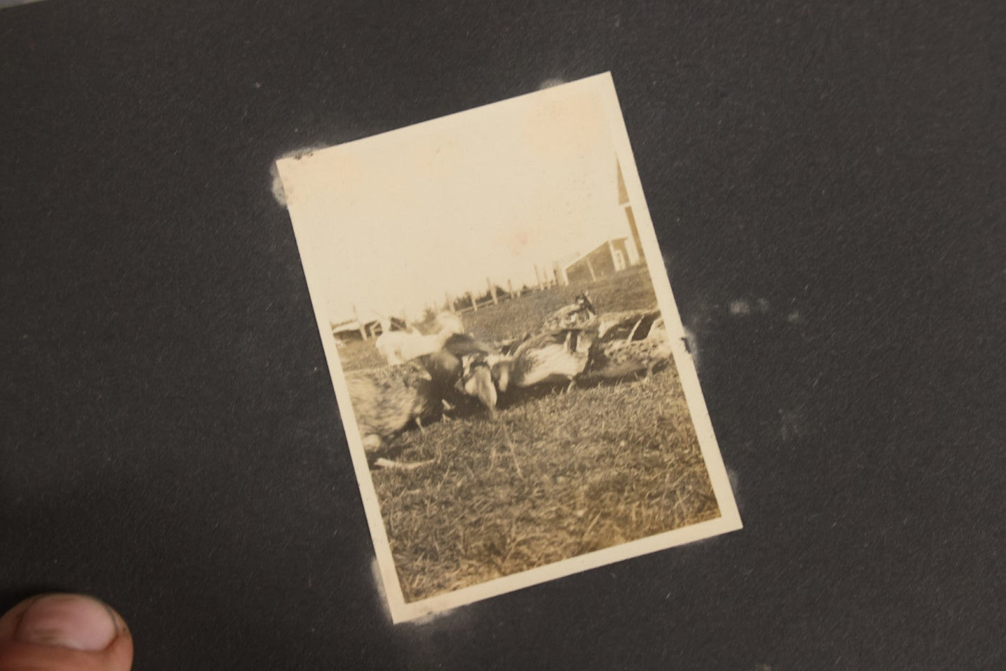 Lot 129 - Grouping Of Four Antique & Vintage Snapshot Photo Albums With One Boarded Photograph Of Child On Pony, Including Agricultural, Coastal, Sailing, And Animal Views