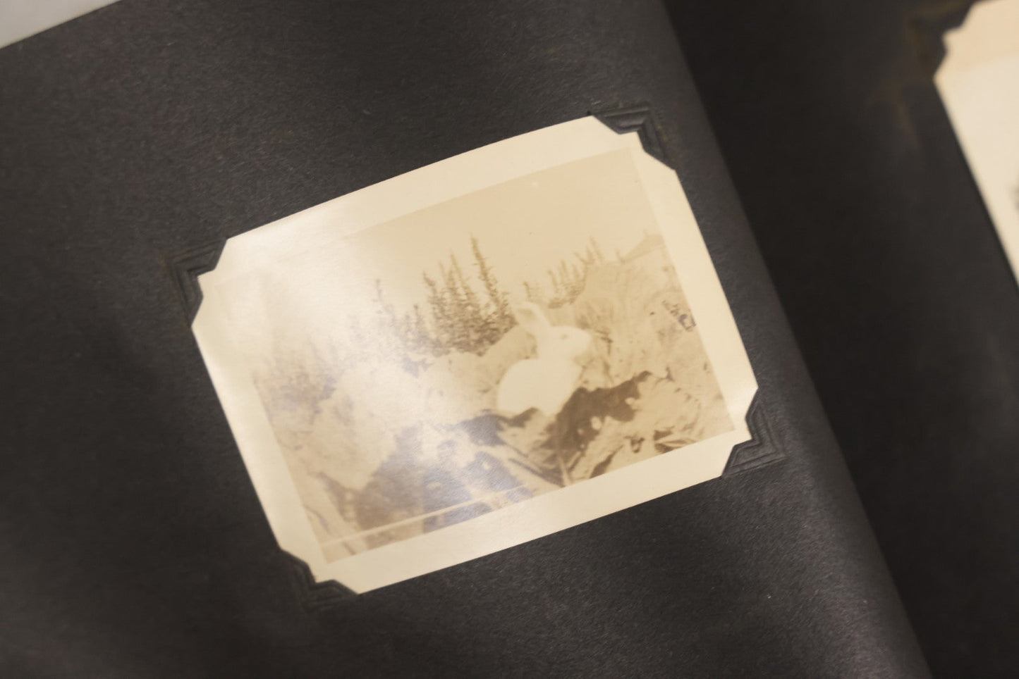 Lot 129 - Grouping Of Four Antique & Vintage Snapshot Photo Albums With One Boarded Photograph Of Child On Pony, Including Agricultural, Coastal, Sailing, And Animal Views