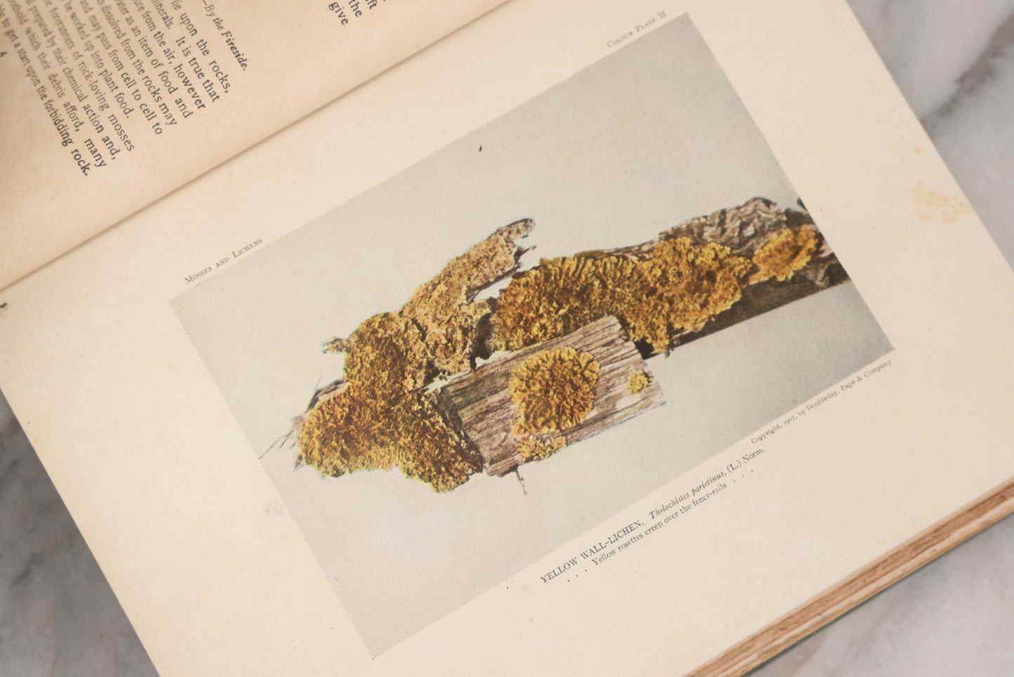 Lot 141 - "Mosses And Lichens" Antique Nature Book By Nina L. Marshall, With Sixteen Plates In Color And Thirty-Two In Black And White From Photographs By J.A. & H.C. Anderson, Doubleday, Published By Page & Company, Garden City, New York, 1910