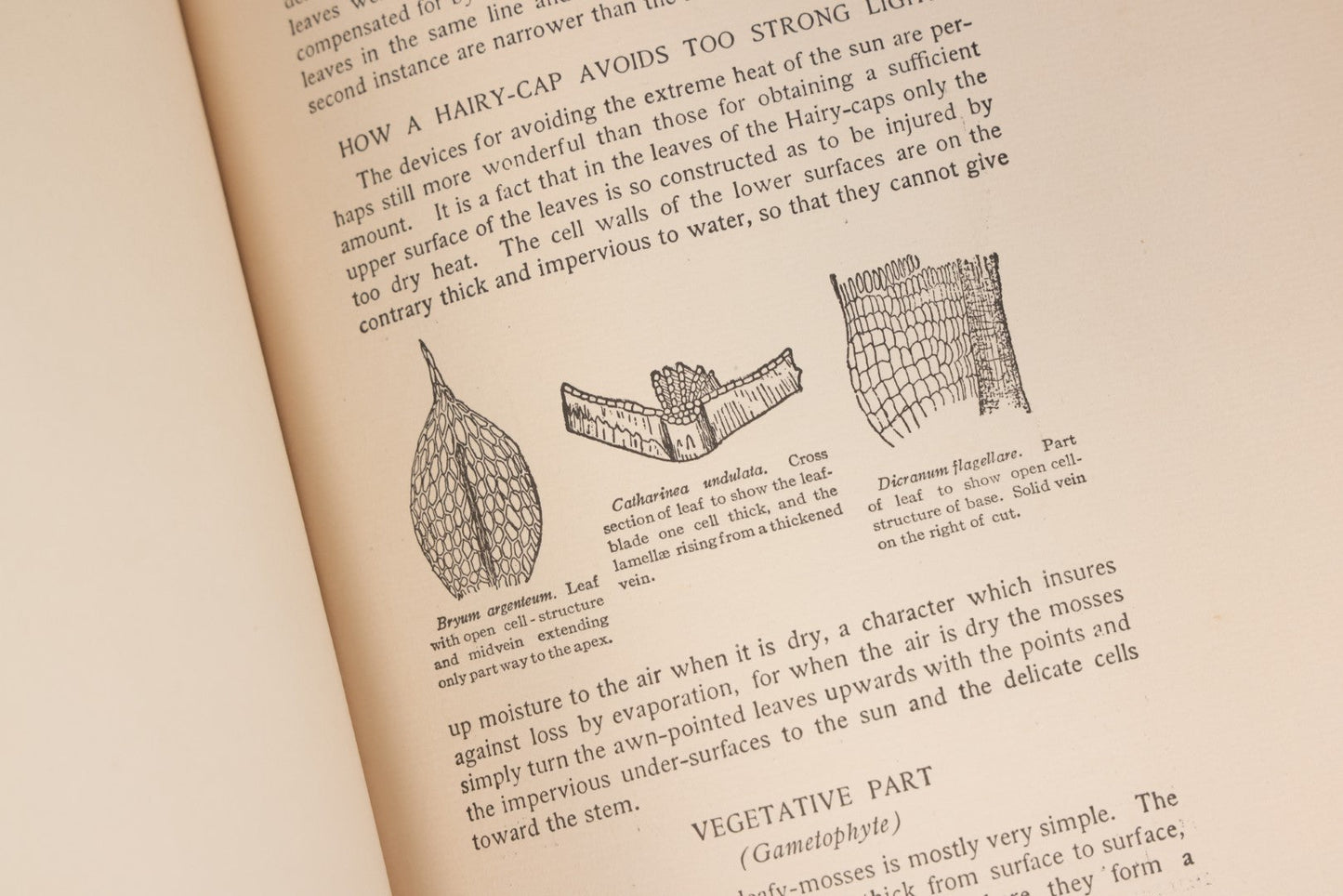 Lot 141 - "Mosses And Lichens" Antique Nature Book By Nina L. Marshall, With Sixteen Plates In Color And Thirty-Two In Black And White From Photographs By J.A. & H.C. Anderson, Doubleday, Published By Page & Company, Garden City, New York, 1910