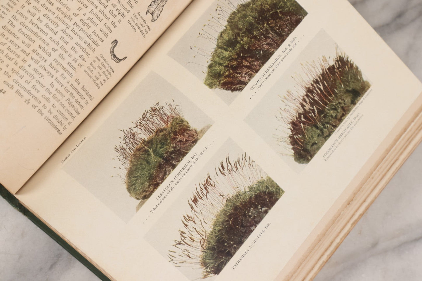 Lot 141 - "Mosses And Lichens" Antique Nature Book By Nina L. Marshall, With Sixteen Plates In Color And Thirty-Two In Black And White From Photographs By J.A. & H.C. Anderson, Doubleday, Published By Page & Company, Garden City, New York, 1910