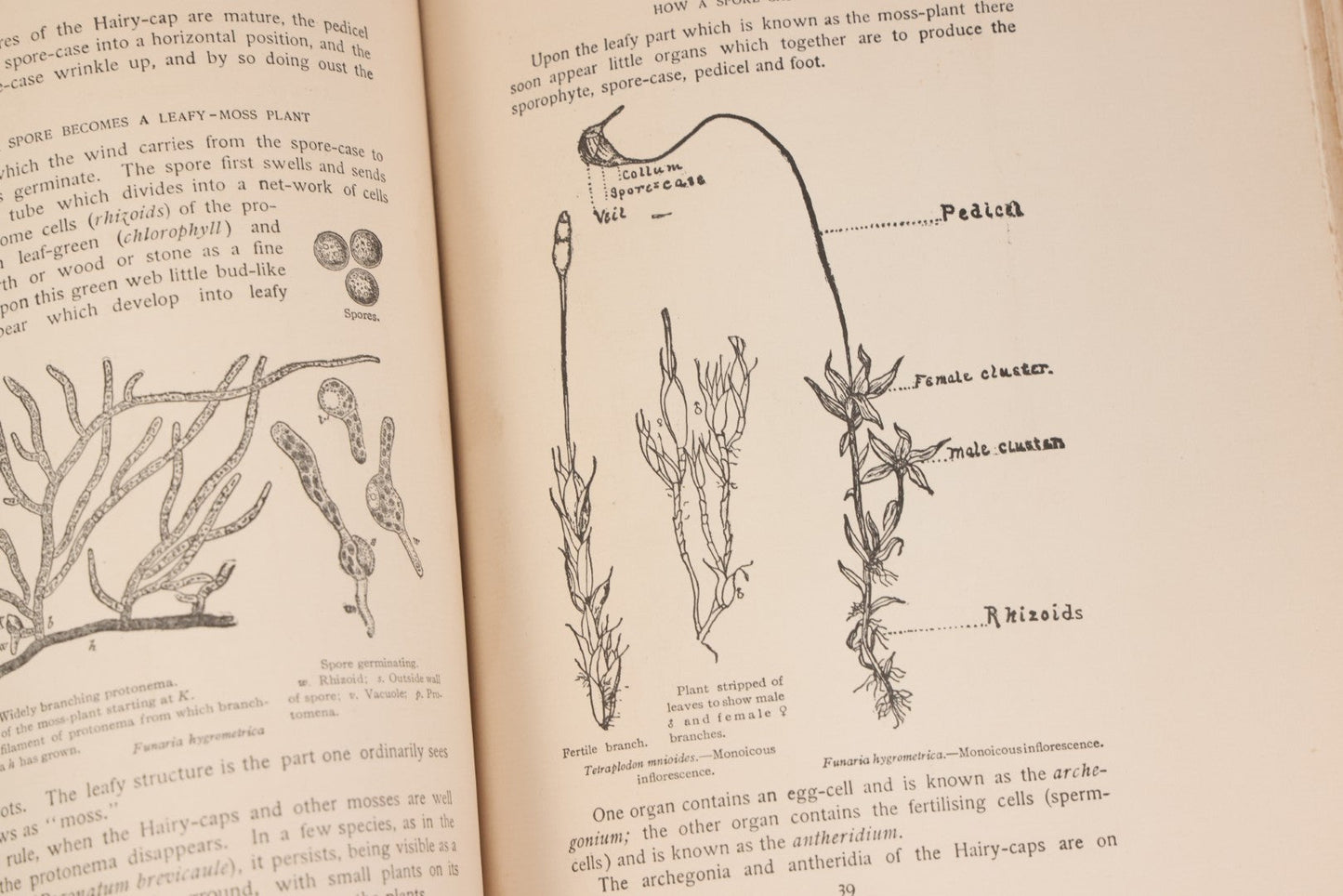 Lot 141 - "Mosses And Lichens" Antique Nature Book By Nina L. Marshall, With Sixteen Plates In Color And Thirty-Two In Black And White From Photographs By J.A. & H.C. Anderson, Doubleday, Published By Page & Company, Garden City, New York, 1910