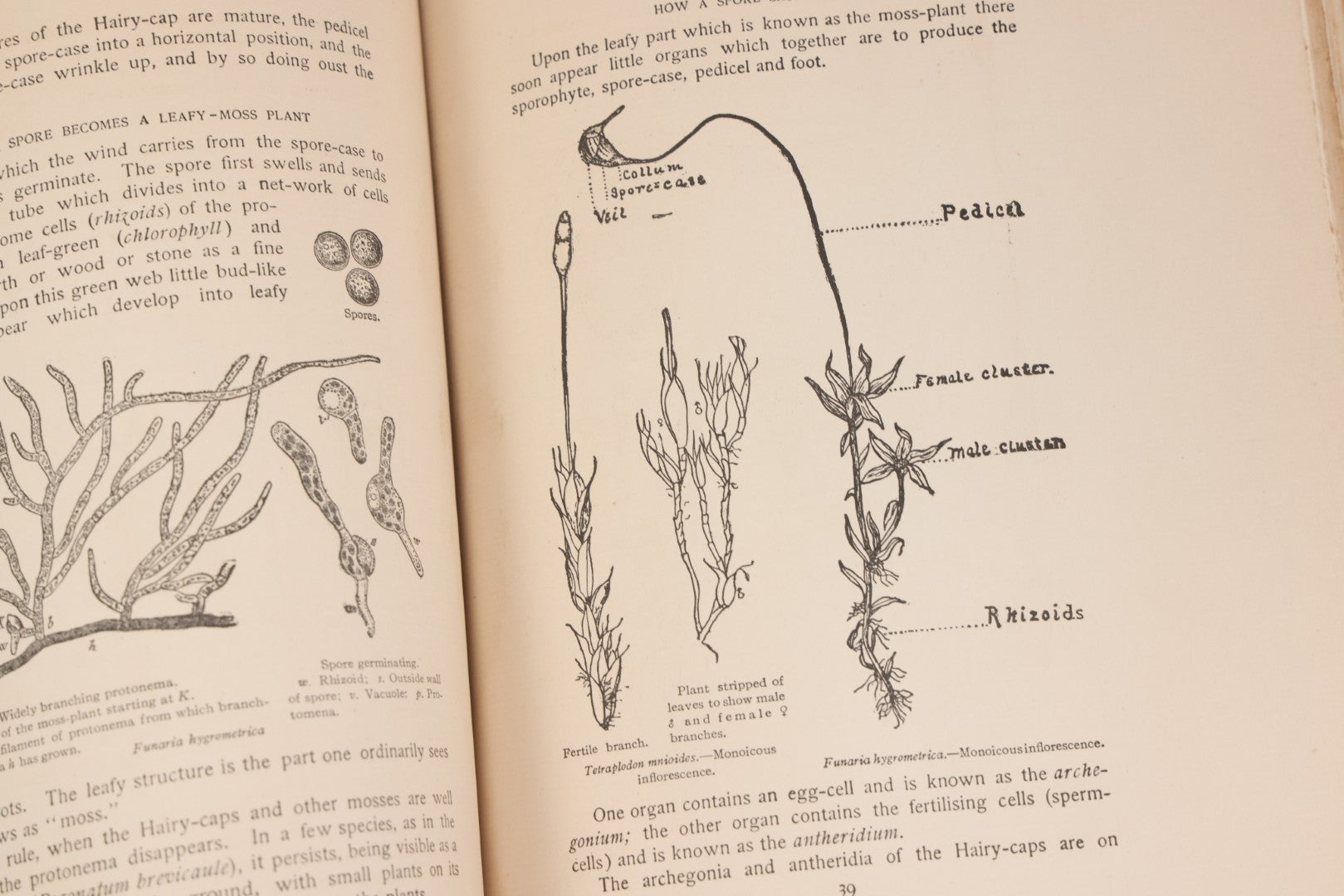 Lot 141 - "Mosses And Lichens" Antique Nature Book By Nina L. Marshall, With Sixteen Plates In Color And Thirty-Two In Black And White From Photographs By J.A. & H.C. Anderson, Doubleday, Published By Page & Company, Garden City, New York, 1910