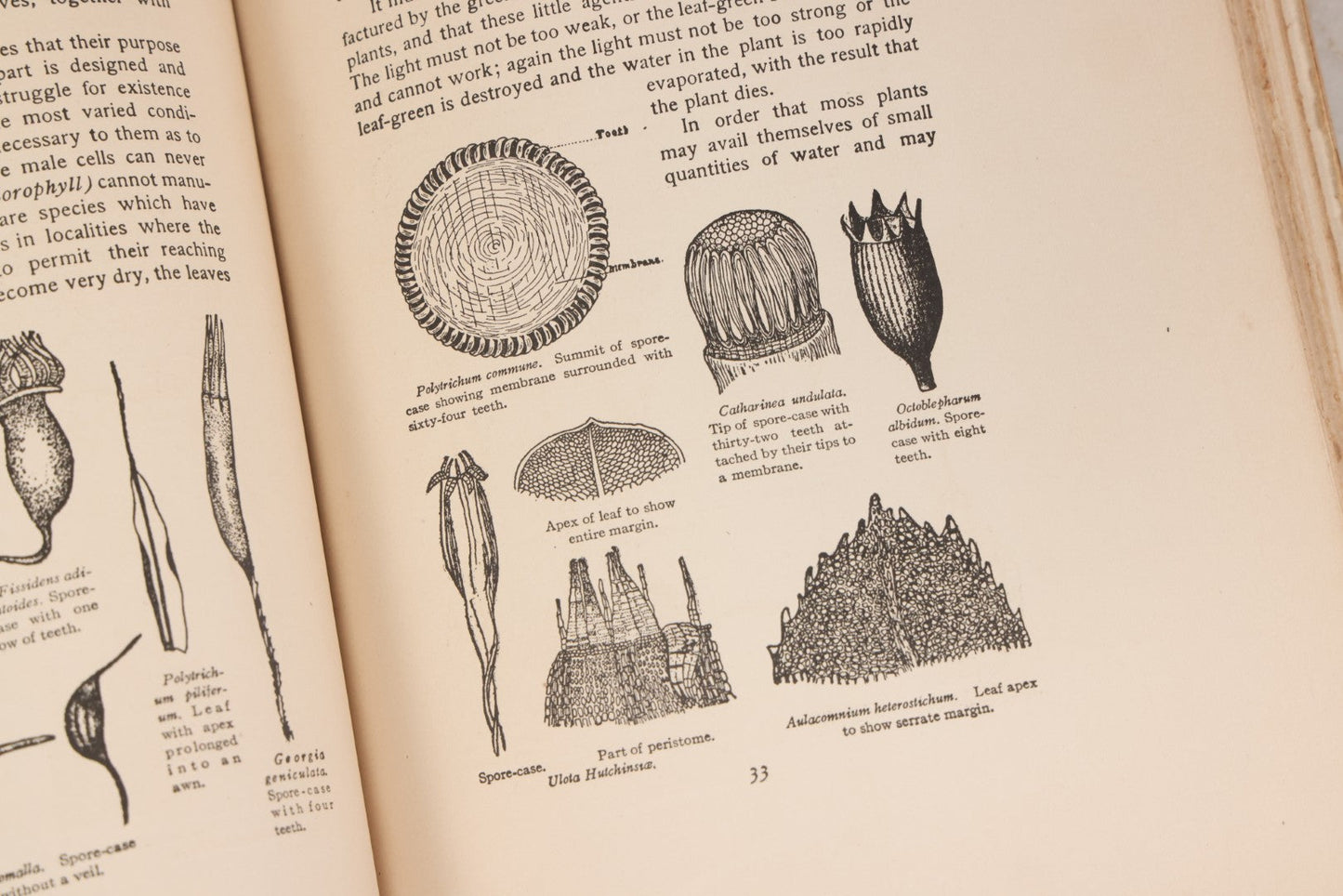 Lot 141 - "Mosses And Lichens" Antique Nature Book By Nina L. Marshall, With Sixteen Plates In Color And Thirty-Two In Black And White From Photographs By J.A. & H.C. Anderson, Doubleday, Published By Page & Company, Garden City, New York, 1910
