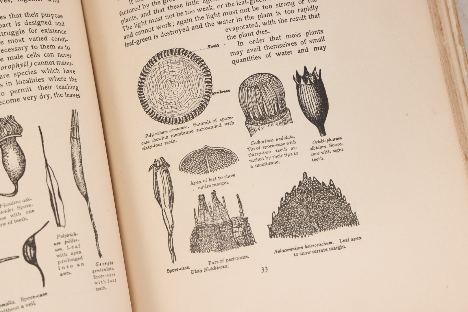 Lot 141 - "Mosses And Lichens" Antique Nature Book By Nina L. Marshall, With Sixteen Plates In Color And Thirty-Two In Black And White From Photographs By J.A. & H.C. Anderson, Doubleday, Published By Page & Company, Garden City, New York, 1910