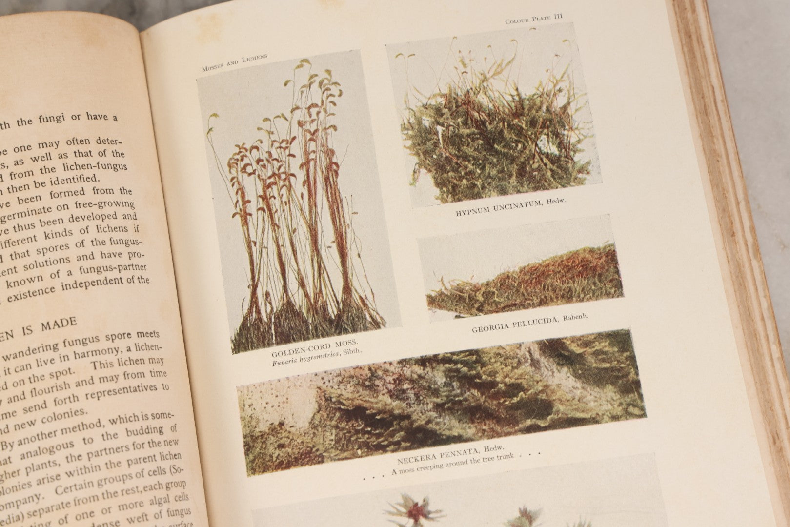 Lot 141 - "Mosses And Lichens" Antique Nature Book By Nina L. Marshall, With Sixteen Plates In Color And Thirty-Two In Black And White From Photographs By J.A. & H.C. Anderson, Doubleday, Published By Page & Company, Garden City, New York, 1910