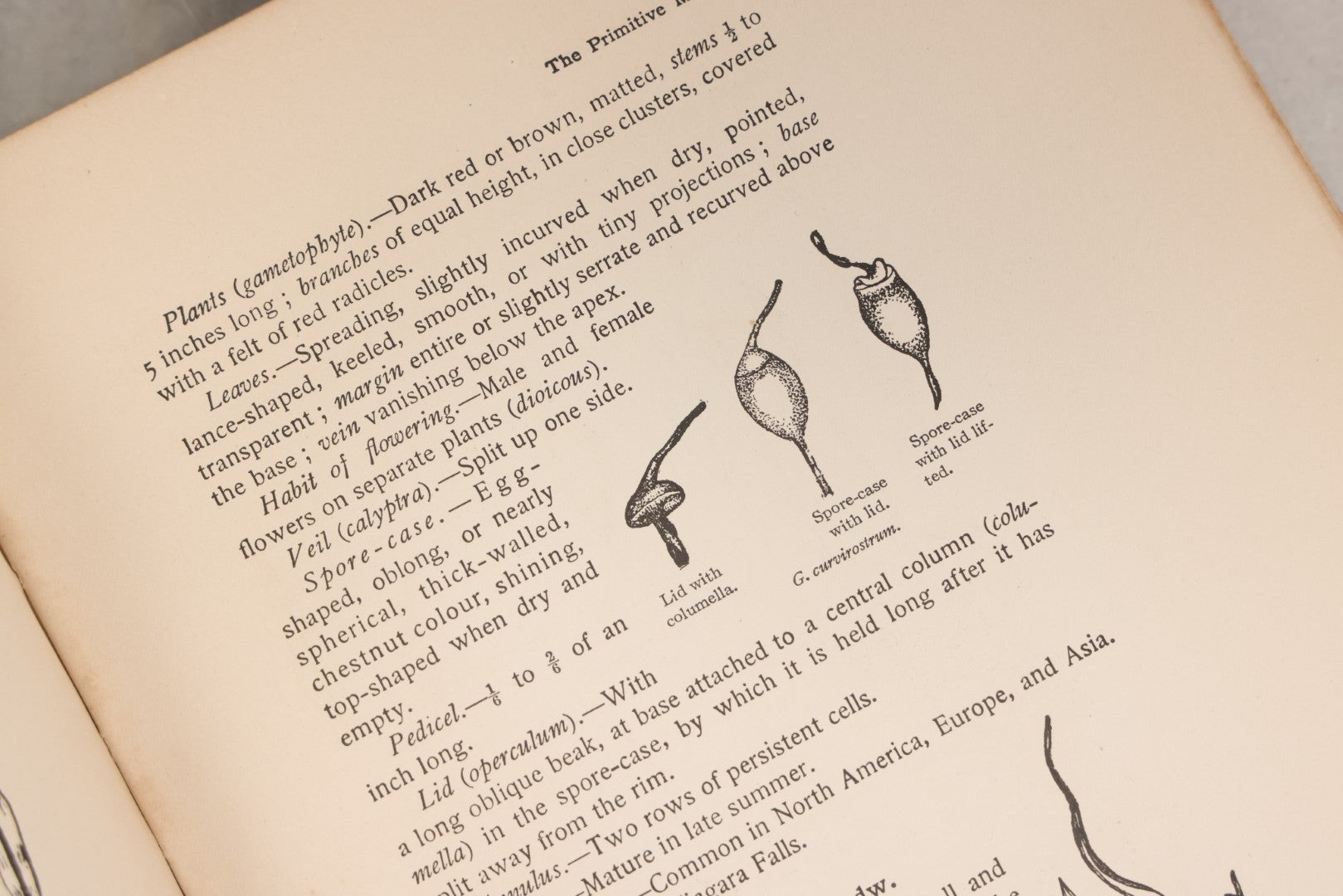 Lot 141 - "Mosses And Lichens" Antique Nature Book By Nina L. Marshall, With Sixteen Plates In Color And Thirty-Two In Black And White From Photographs By J.A. & H.C. Anderson, Doubleday, Published By Page & Company, Garden City, New York, 1910