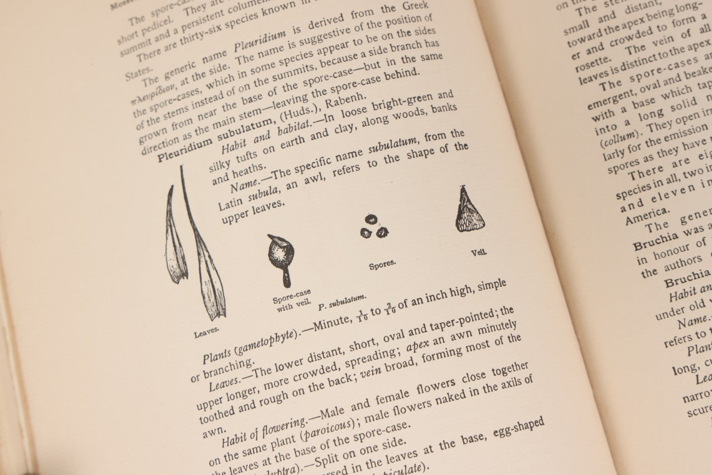 Lot 141 - "Mosses And Lichens" Antique Nature Book By Nina L. Marshall, With Sixteen Plates In Color And Thirty-Two In Black And White From Photographs By J.A. & H.C. Anderson, Doubleday, Published By Page & Company, Garden City, New York, 1910