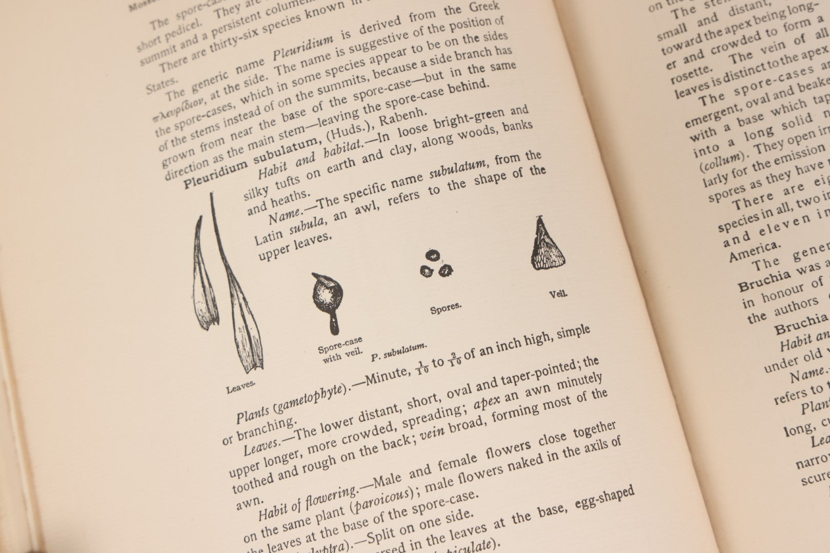 Lot 141 - "Mosses And Lichens" Antique Nature Book By Nina L. Marshall, With Sixteen Plates In Color And Thirty-Two In Black And White From Photographs By J.A. & H.C. Anderson, Doubleday, Published By Page & Company, Garden City, New York, 1910