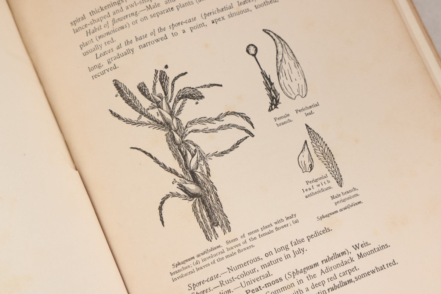 Lot 141 - "Mosses And Lichens" Antique Nature Book By Nina L. Marshall, With Sixteen Plates In Color And Thirty-Two In Black And White From Photographs By J.A. & H.C. Anderson, Doubleday, Published By Page & Company, Garden City, New York, 1910