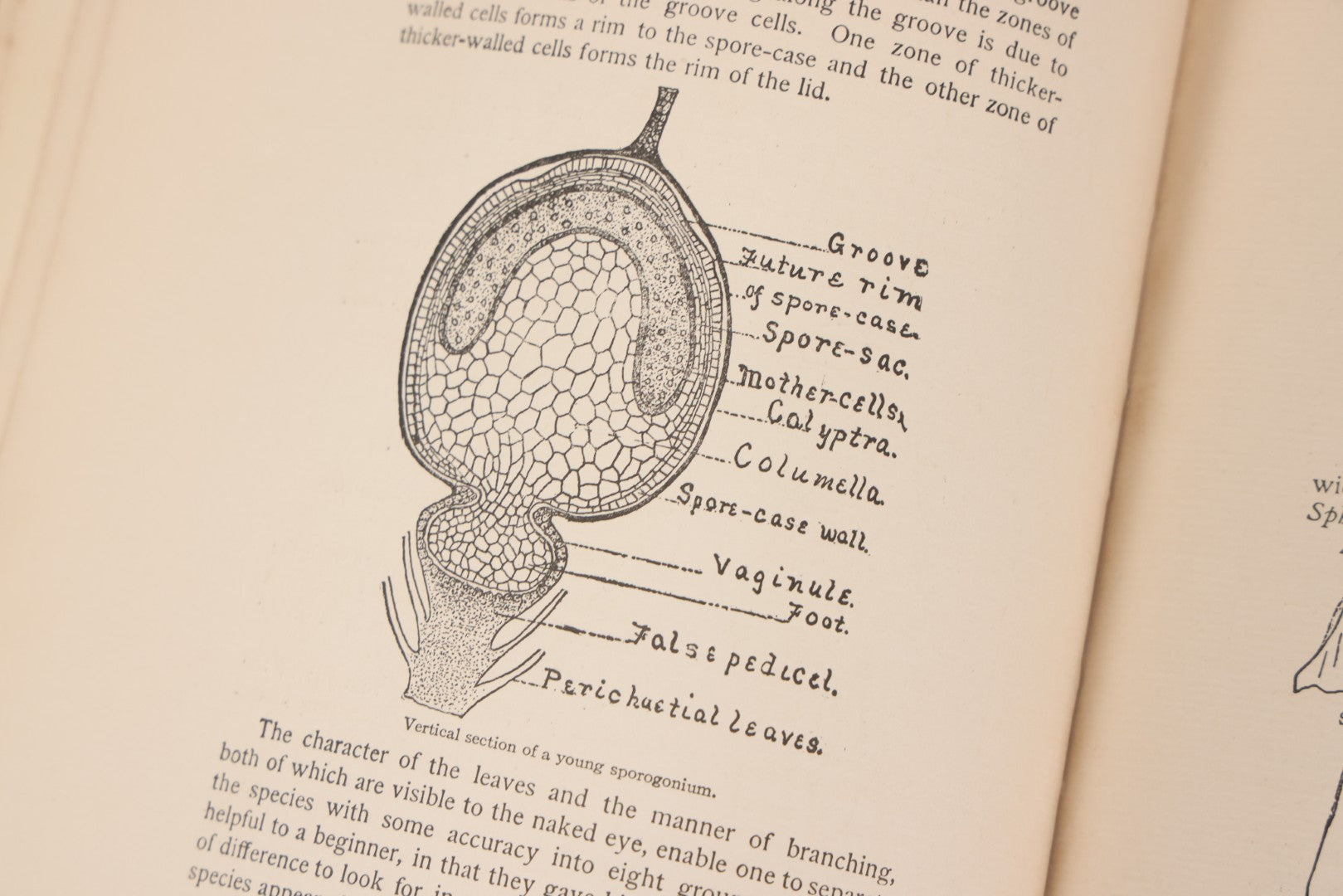 Lot 141 - "Mosses And Lichens" Antique Nature Book By Nina L. Marshall, With Sixteen Plates In Color And Thirty-Two In Black And White From Photographs By J.A. & H.C. Anderson, Doubleday, Published By Page & Company, Garden City, New York, 1910