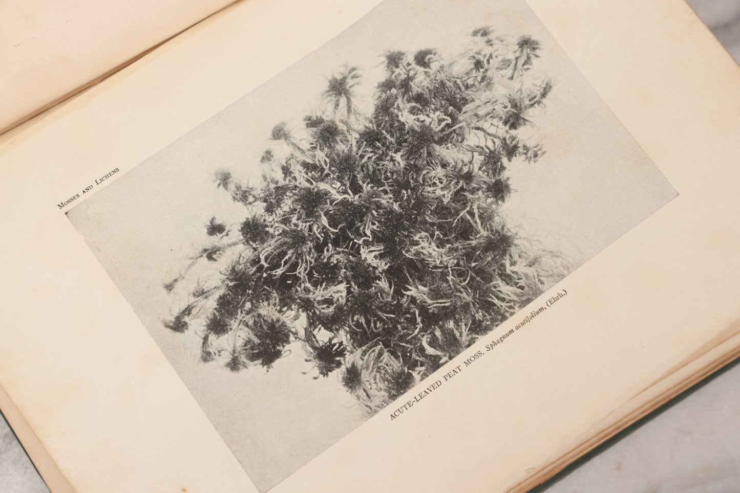 Lot 141 - "Mosses And Lichens" Antique Nature Book By Nina L. Marshall, With Sixteen Plates In Color And Thirty-Two In Black And White From Photographs By J.A. & H.C. Anderson, Doubleday, Published By Page & Company, Garden City, New York, 1910