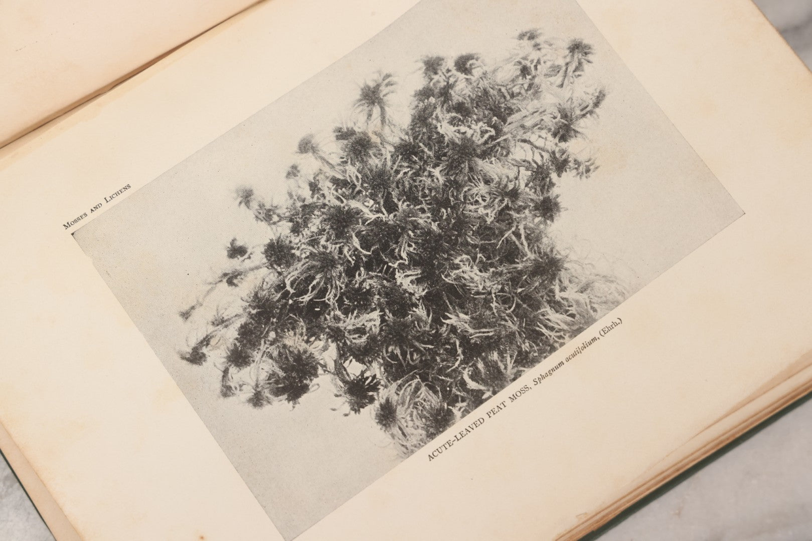 Lot 141 - "Mosses And Lichens" Antique Nature Book By Nina L. Marshall, With Sixteen Plates In Color And Thirty-Two In Black And White From Photographs By J.A. & H.C. Anderson, Doubleday, Published By Page & Company, Garden City, New York, 1910