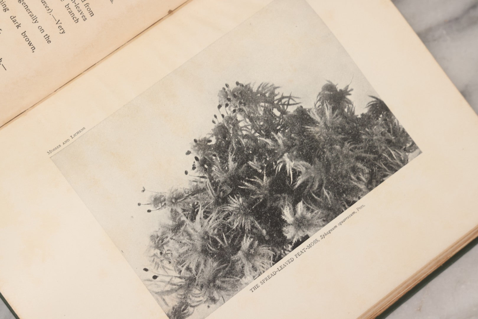 Lot 141 - "Mosses And Lichens" Antique Nature Book By Nina L. Marshall, With Sixteen Plates In Color And Thirty-Two In Black And White From Photographs By J.A. & H.C. Anderson, Doubleday, Published By Page & Company, Garden City, New York, 1910