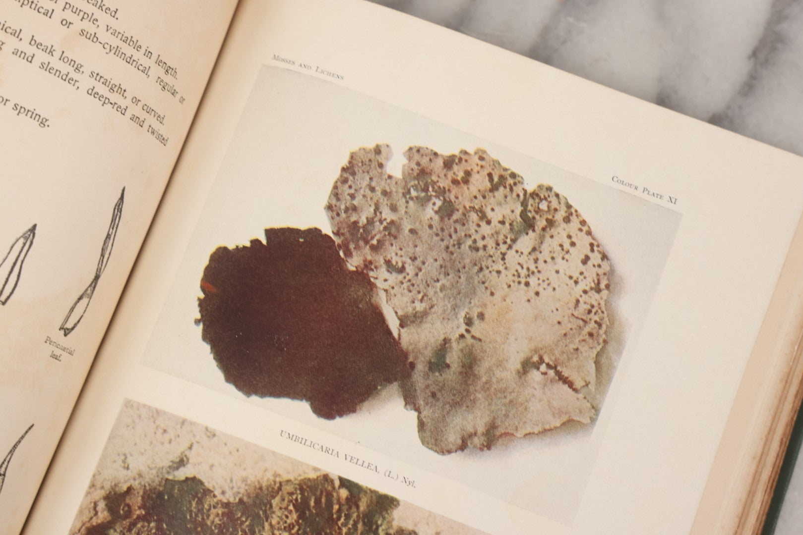 Lot 141 - "Mosses And Lichens" Antique Nature Book By Nina L. Marshall, With Sixteen Plates In Color And Thirty-Two In Black And White From Photographs By J.A. & H.C. Anderson, Doubleday, Published By Page & Company, Garden City, New York, 1910