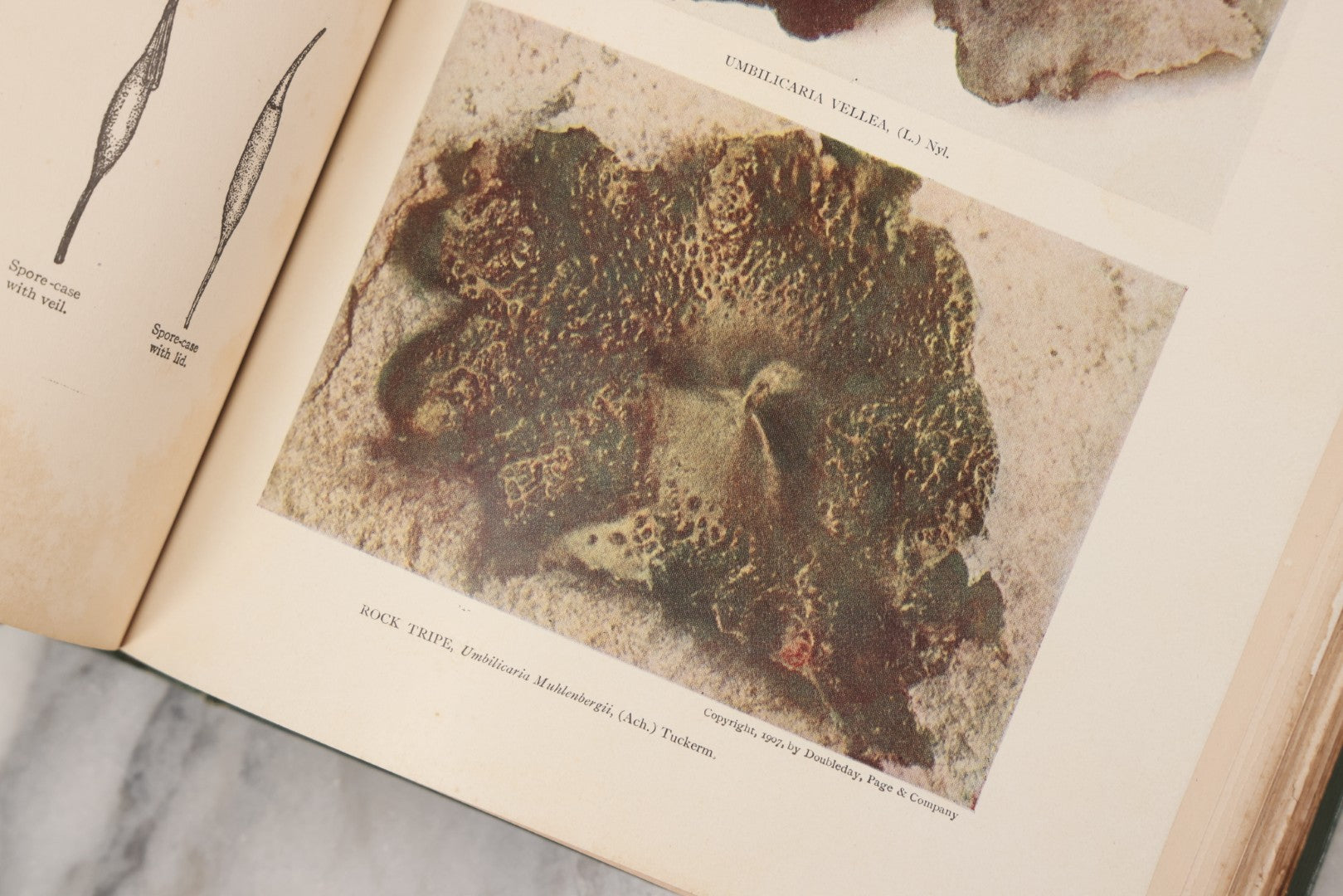 Lot 141 - "Mosses And Lichens" Antique Nature Book By Nina L. Marshall, With Sixteen Plates In Color And Thirty-Two In Black And White From Photographs By J.A. & H.C. Anderson, Doubleday, Published By Page & Company, Garden City, New York, 1910