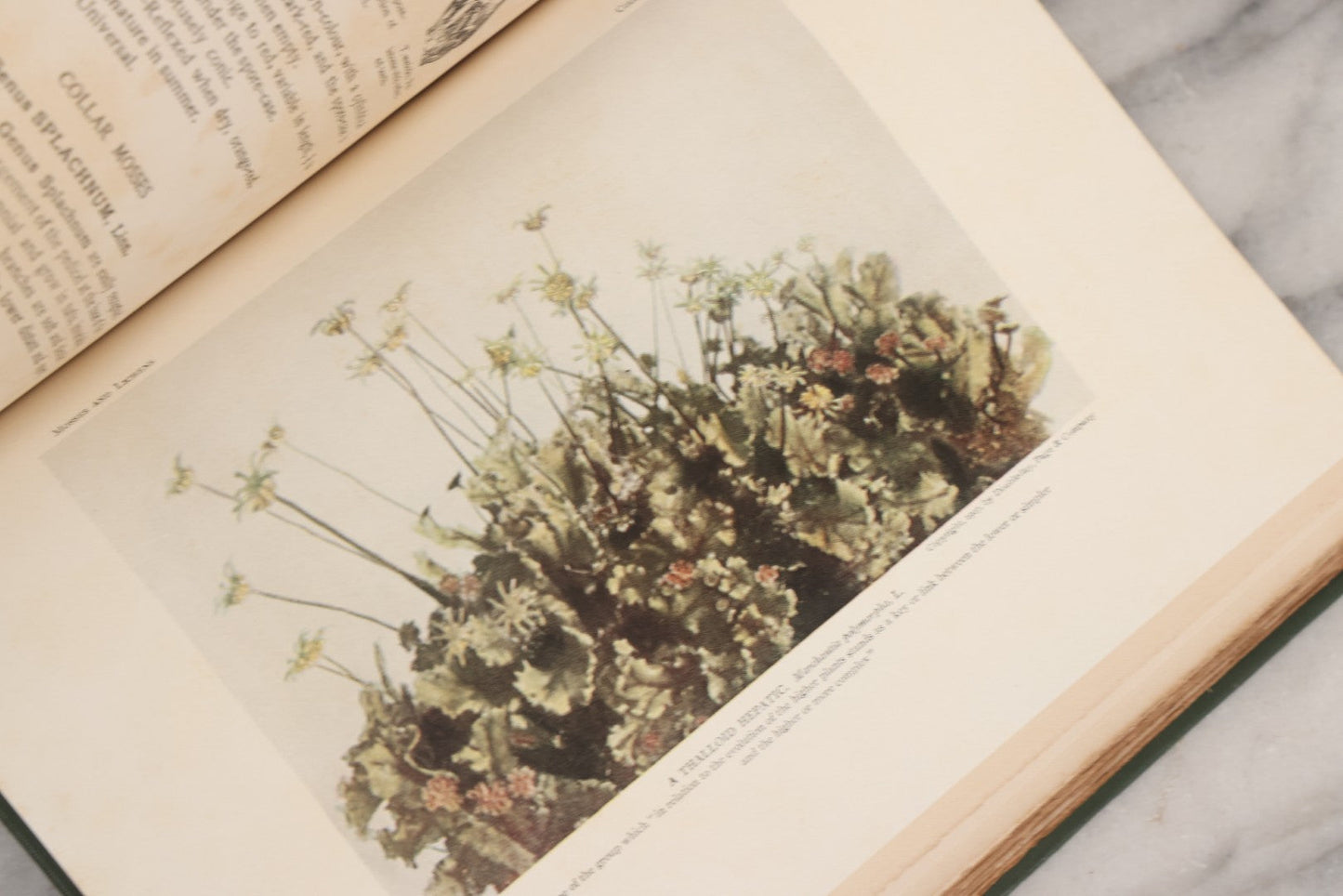 Lot 141 - "Mosses And Lichens" Antique Nature Book By Nina L. Marshall, With Sixteen Plates In Color And Thirty-Two In Black And White From Photographs By J.A. & H.C. Anderson, Doubleday, Published By Page & Company, Garden City, New York, 1910