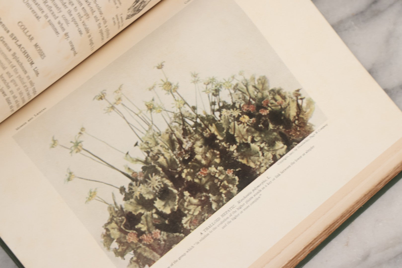 Lot 141 - "Mosses And Lichens" Antique Nature Book By Nina L. Marshall, With Sixteen Plates In Color And Thirty-Two In Black And White From Photographs By J.A. & H.C. Anderson, Doubleday, Published By Page & Company, Garden City, New York, 1910