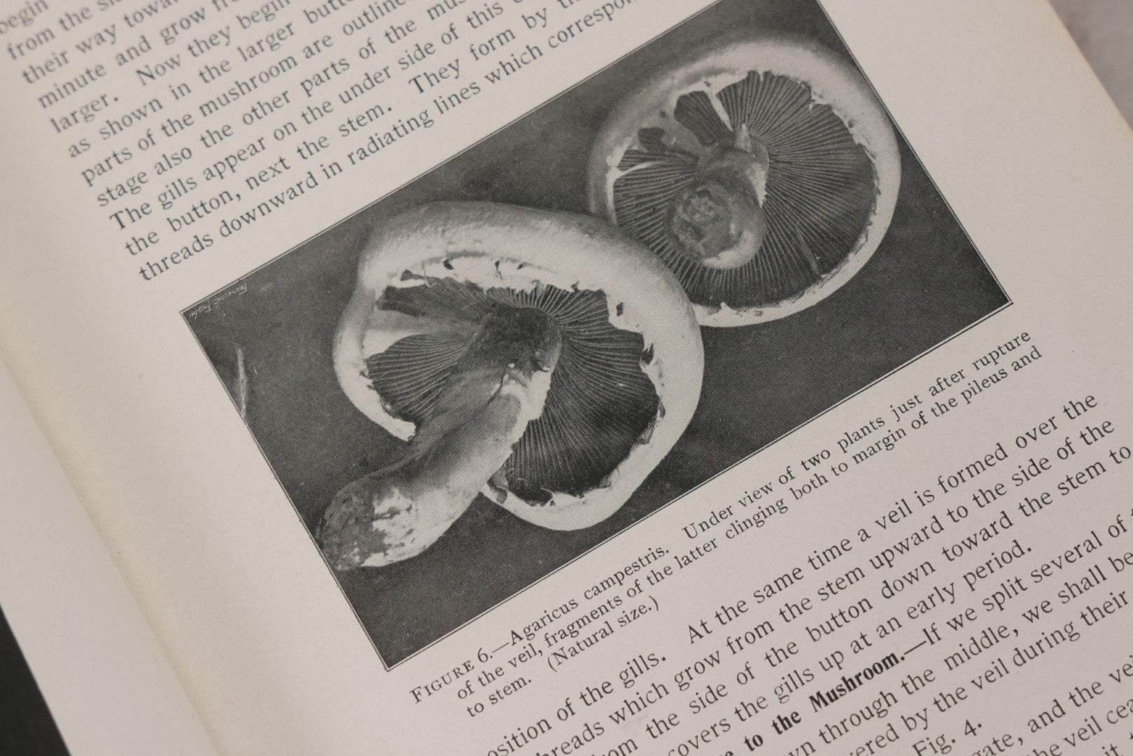 Lot 142 - "Mushrooms: Edible, Poisonous, Etc." Antique Mycology Book By George Francis Atkinson, With 250 Photographs By The Author, Including Recipes For And Toxicology, Third Edition, Published By Henry Holt And Company, New York, 1911