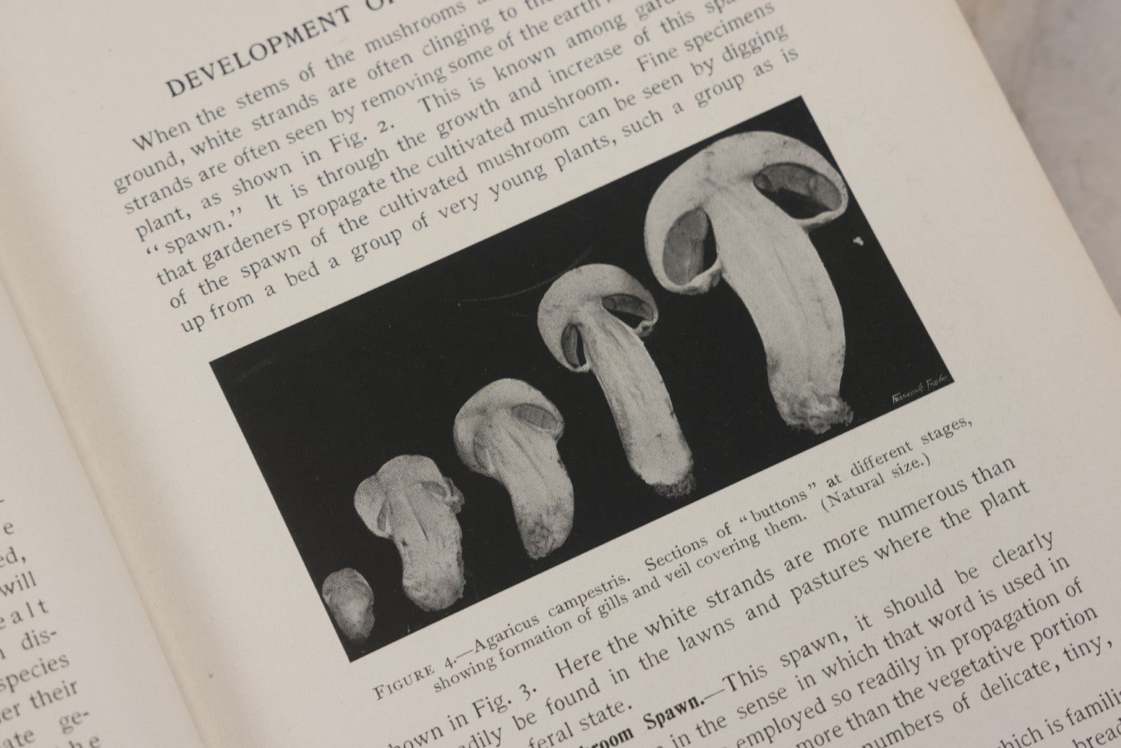 Lot 142 - "Mushrooms: Edible, Poisonous, Etc." Antique Mycology Book By George Francis Atkinson, With 250 Photographs By The Author, Including Recipes For And Toxicology, Third Edition, Published By Henry Holt And Company, New York, 1911