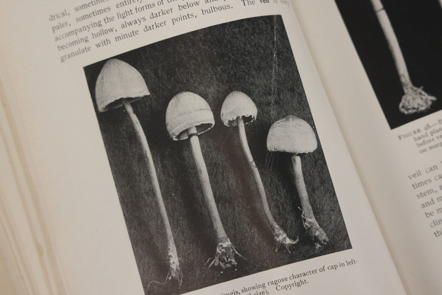 Lot 142 - "Mushrooms: Edible, Poisonous, Etc." Antique Mycology Book By George Francis Atkinson, With 250 Photographs By The Author, Including Recipes For And Toxicology, Third Edition, Published By Henry Holt And Company, New York, 1911