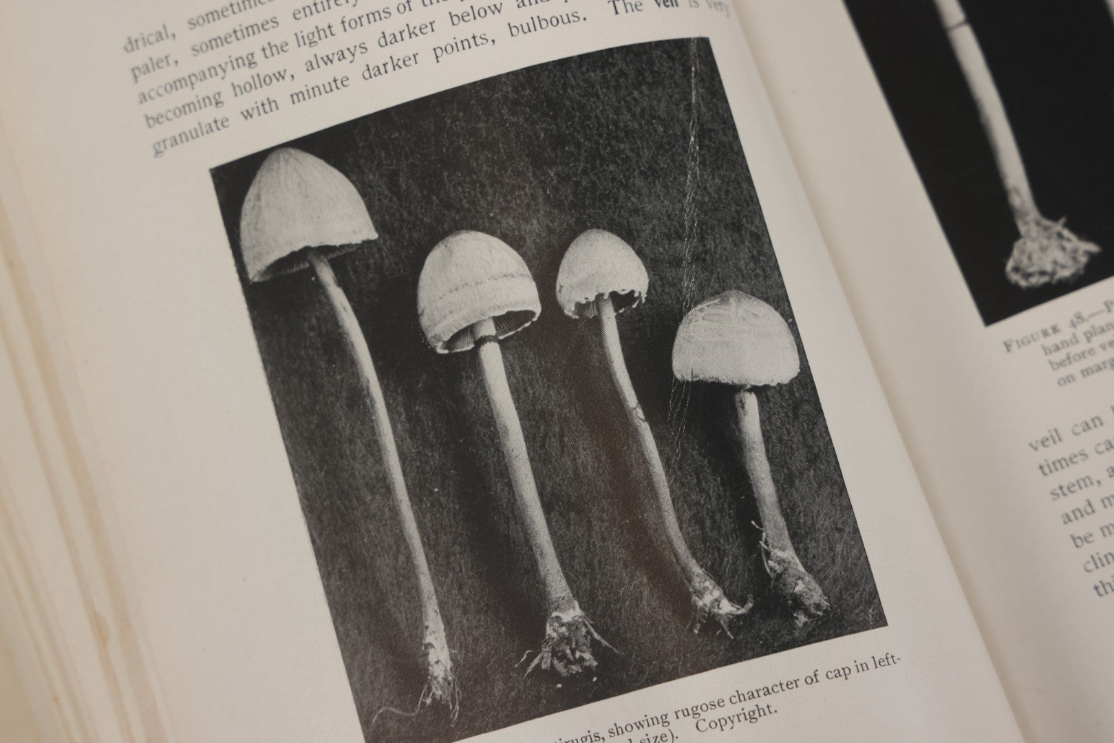 Lot 142 - "Mushrooms: Edible, Poisonous, Etc." Antique Mycology Book By George Francis Atkinson, With 250 Photographs By The Author, Including Recipes For And Toxicology, Third Edition, Published By Henry Holt And Company, New York, 1911