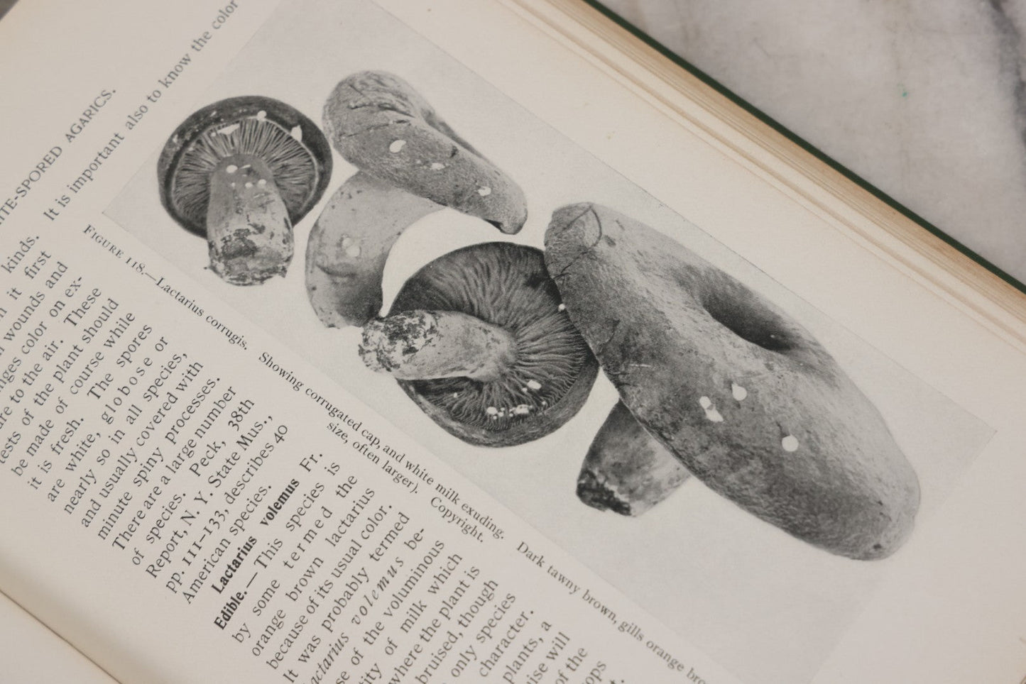 Lot 142 - "Mushrooms: Edible, Poisonous, Etc." Antique Mycology Book By George Francis Atkinson, With 250 Photographs By The Author, Including Recipes For And Toxicology, Third Edition, Published By Henry Holt And Company, New York, 1911