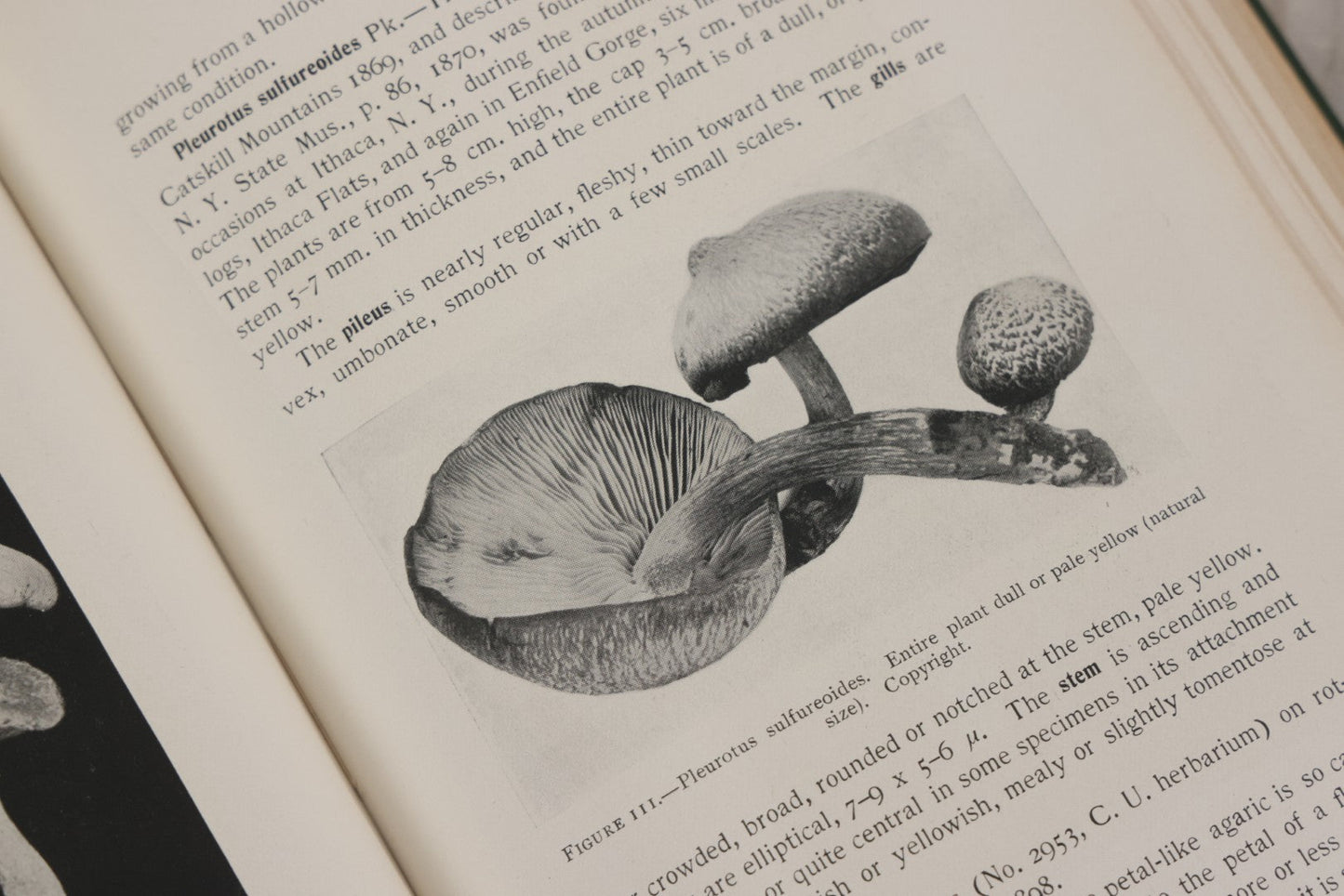 Lot 142 - "Mushrooms: Edible, Poisonous, Etc." Antique Mycology Book By George Francis Atkinson, With 250 Photographs By The Author, Including Recipes For And Toxicology, Third Edition, Published By Henry Holt And Company, New York, 1911