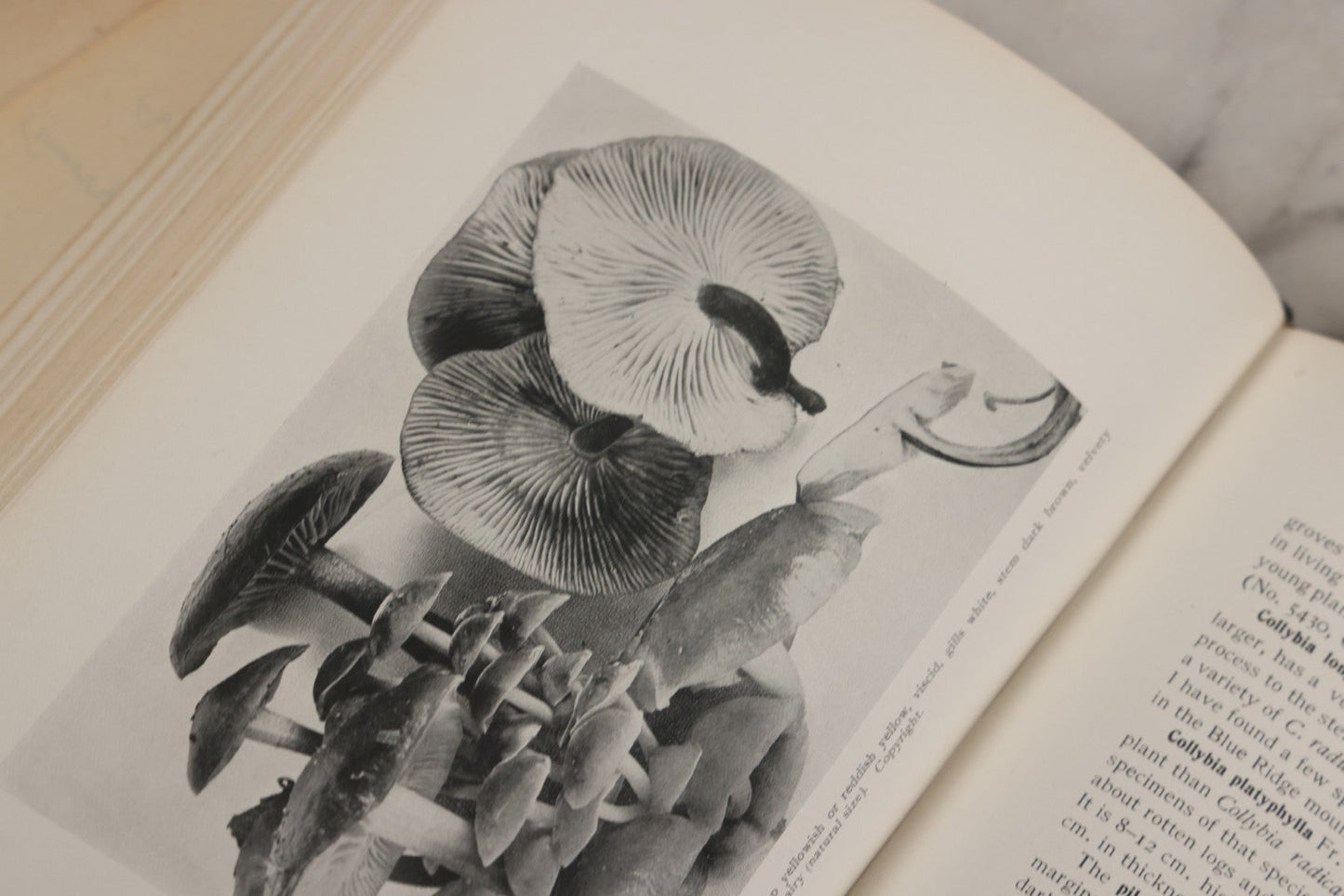Lot 142 - "Mushrooms: Edible, Poisonous, Etc." Antique Mycology Book By George Francis Atkinson, With 250 Photographs By The Author, Including Recipes For And Toxicology, Third Edition, Published By Henry Holt And Company, New York, 1911