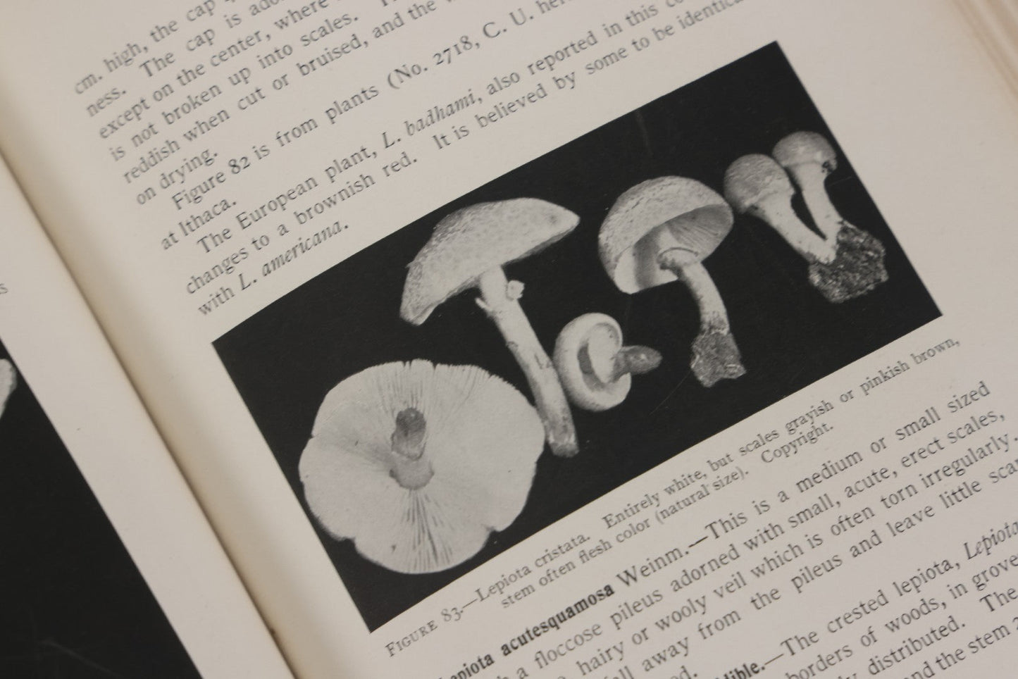 Lot 142 - "Mushrooms: Edible, Poisonous, Etc." Antique Mycology Book By George Francis Atkinson, With 250 Photographs By The Author, Including Recipes For And Toxicology, Third Edition, Published By Henry Holt And Company, New York, 1911