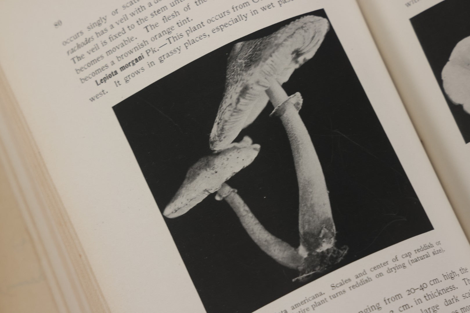 Lot 142 - "Mushrooms: Edible, Poisonous, Etc." Antique Mycology Book By George Francis Atkinson, With 250 Photographs By The Author, Including Recipes For And Toxicology, Third Edition, Published By Henry Holt And Company, New York, 1911