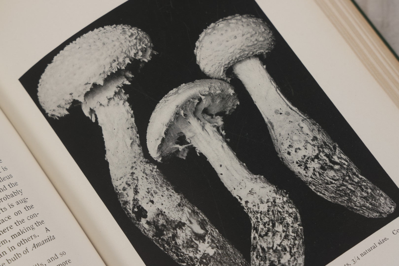 Lot 142 - "Mushrooms: Edible, Poisonous, Etc." Antique Mycology Book By George Francis Atkinson, With 250 Photographs By The Author, Including Recipes For And Toxicology, Third Edition, Published By Henry Holt And Company, New York, 1911