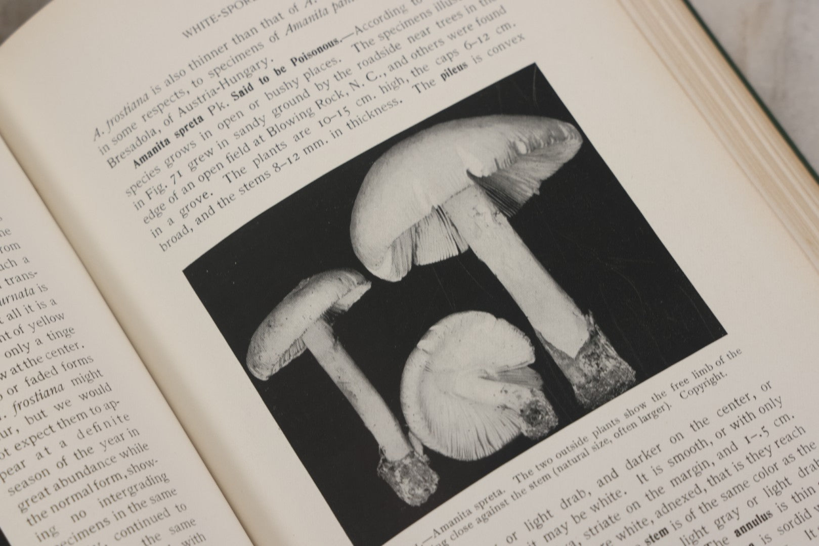 Lot 142 - "Mushrooms: Edible, Poisonous, Etc." Antique Mycology Book By George Francis Atkinson, With 250 Photographs By The Author, Including Recipes For And Toxicology, Third Edition, Published By Henry Holt And Company, New York, 1911