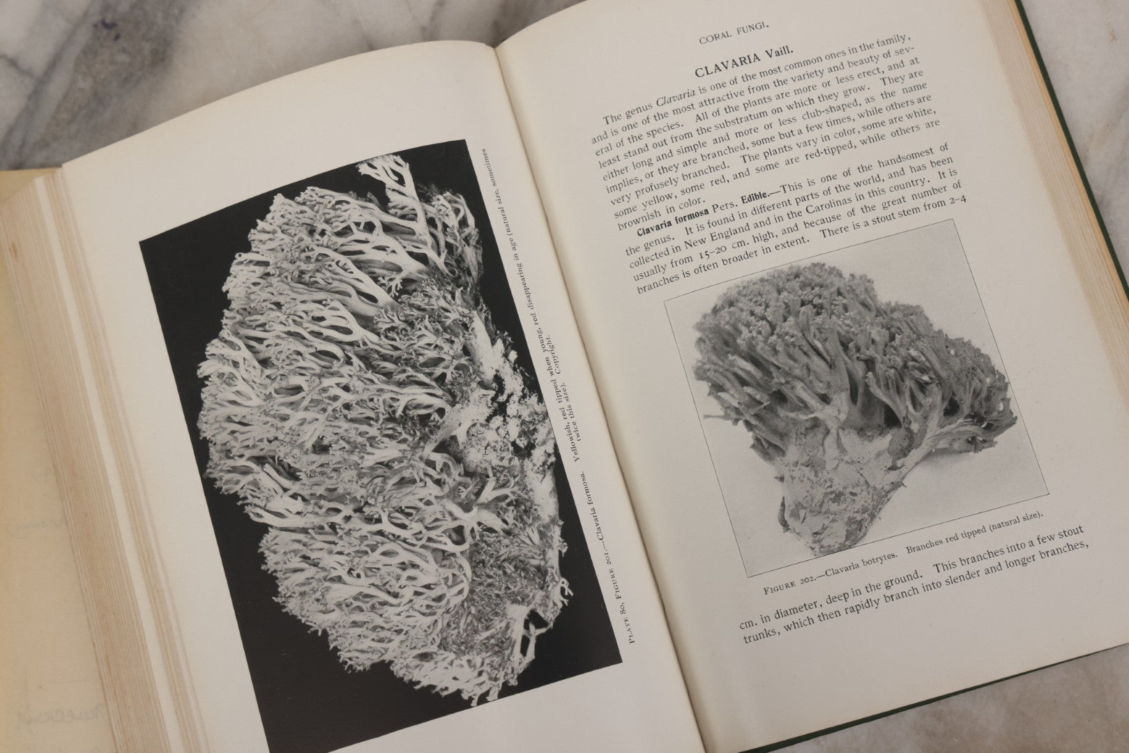 Lot 142 - "Mushrooms: Edible, Poisonous, Etc." Antique Mycology Book By George Francis Atkinson, With 250 Photographs By The Author, Including Recipes For And Toxicology, Third Edition, Published By Henry Holt And Company, New York, 1911