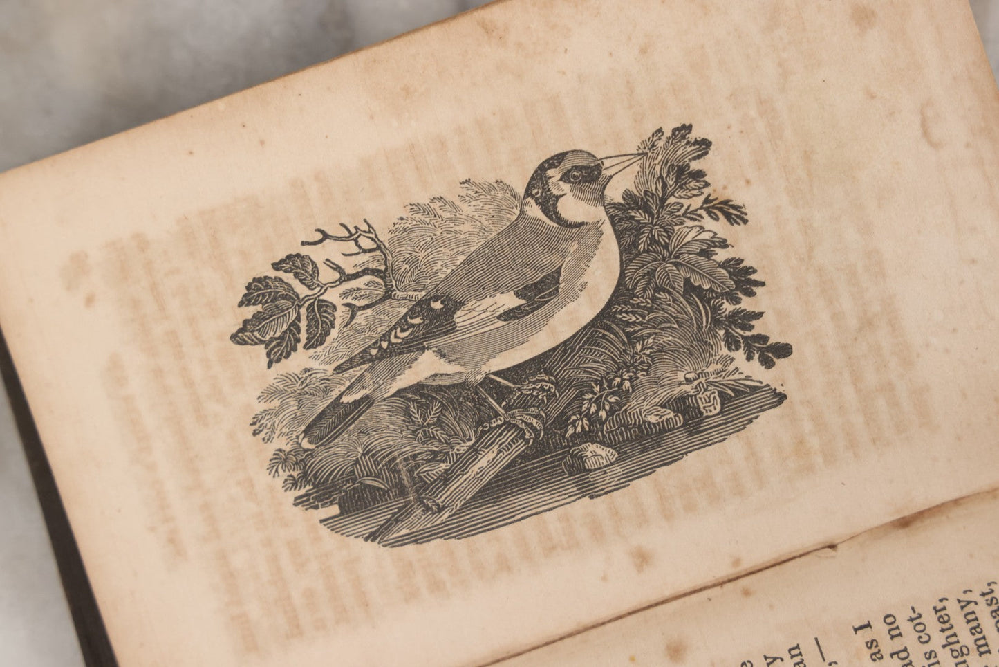 Lot 146 - "Stories By Old Daniel; The Village Story-Teller" Antique Children's Story Book, Illustrated With Woodcuts, Published By S. & C. Shepley, Fitchburg, 1847