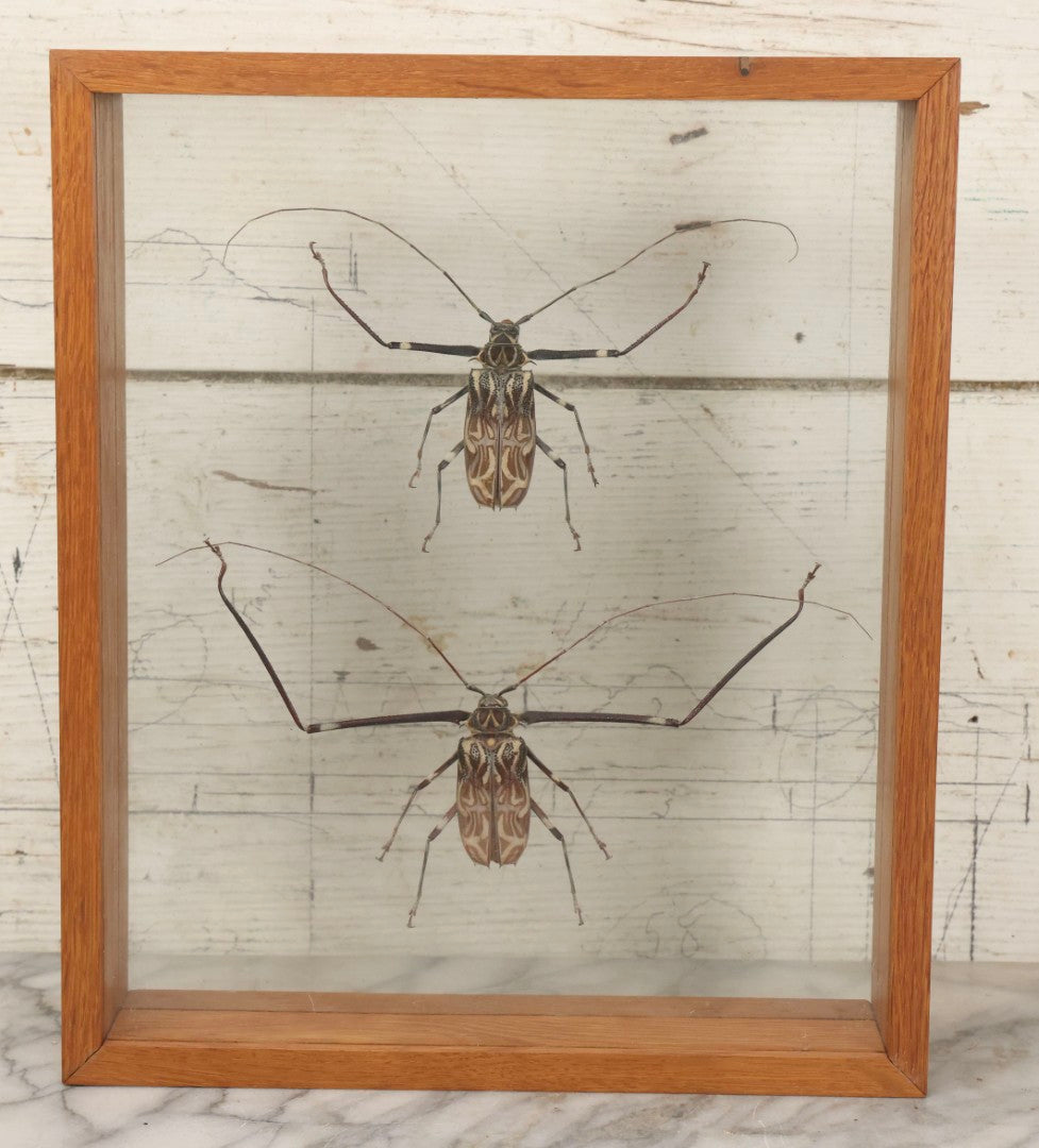 Lot 033 - Modern Double-Glass Shadow Box Display With Pair Of Acrocinus Longimanus (Harlequin Beetles), Male And Female, Peru, Circa 2000, 11-1/8" x 13-1/8"