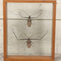 Lot 033 - Modern Double-Glass Shadow Box Display With Pair Of Acrocinus Longimanus (Harlequin Beetles), Male And Female, Peru, Circa 2000, 11-1/8" x 13-1/8"