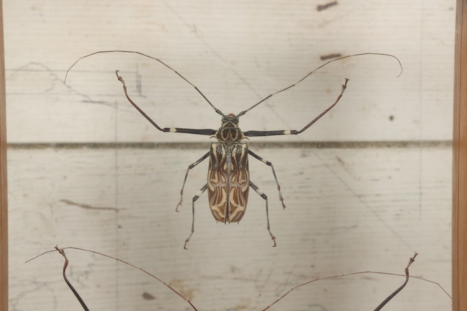 Lot 033 - Modern Double-Glass Shadow Box Display With Pair Of Acrocinus Longimanus (Harlequin Beetles), Male And Female, Peru, Circa 2000, 11-1/8" x 13-1/8"