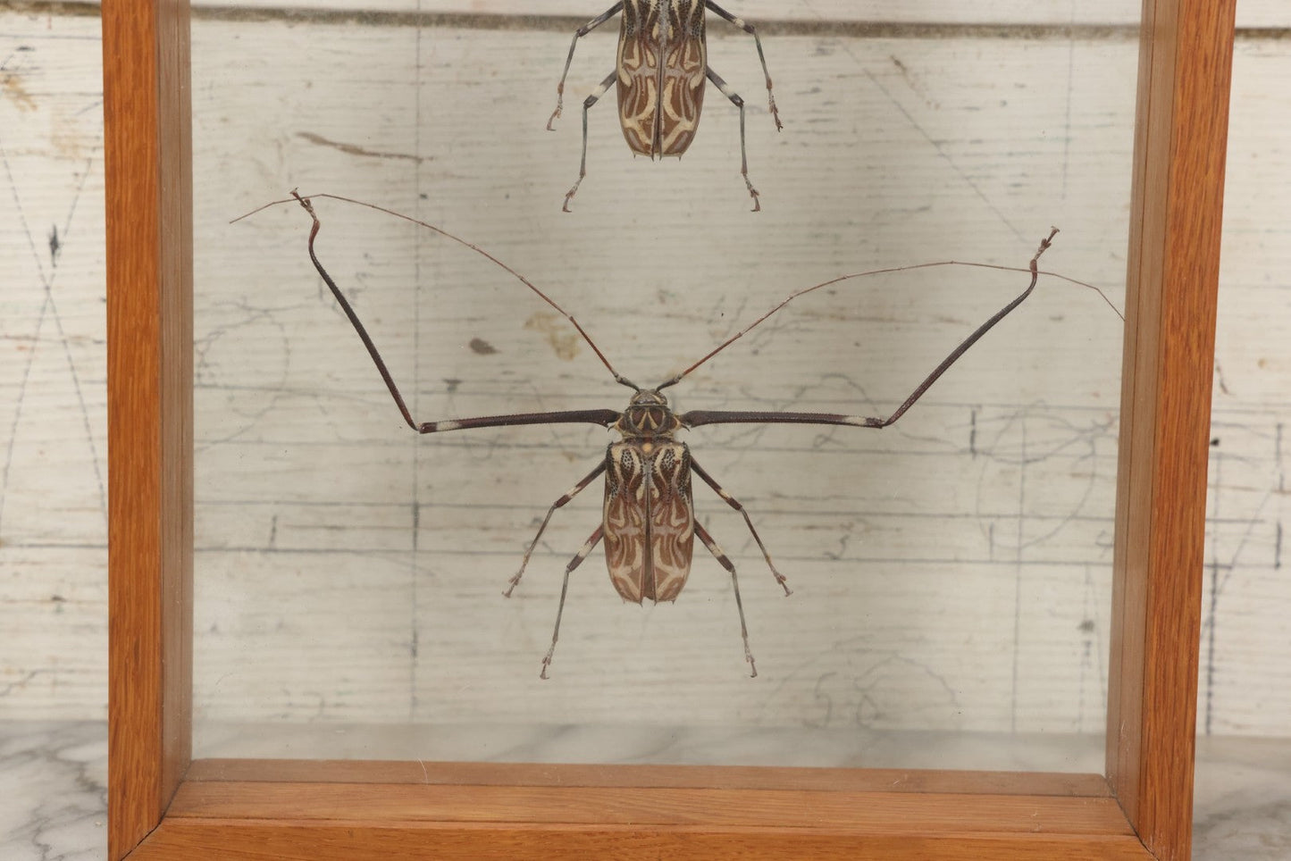 Lot 033 - Modern Double-Glass Shadow Box Display With Pair Of Acrocinus Longimanus (Harlequin Beetles), Male And Female, Peru, Circa 2000, 11-1/8" x 13-1/8"
